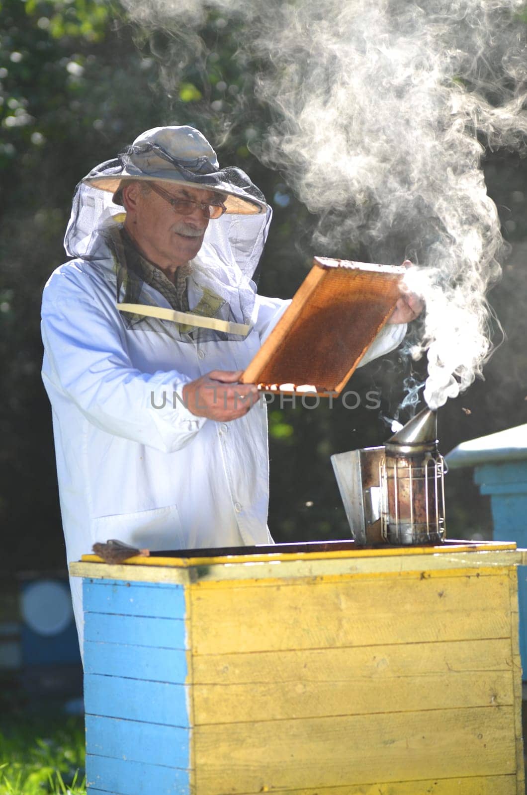 Experienced senior beekeeper making inspection in apiary after summer season