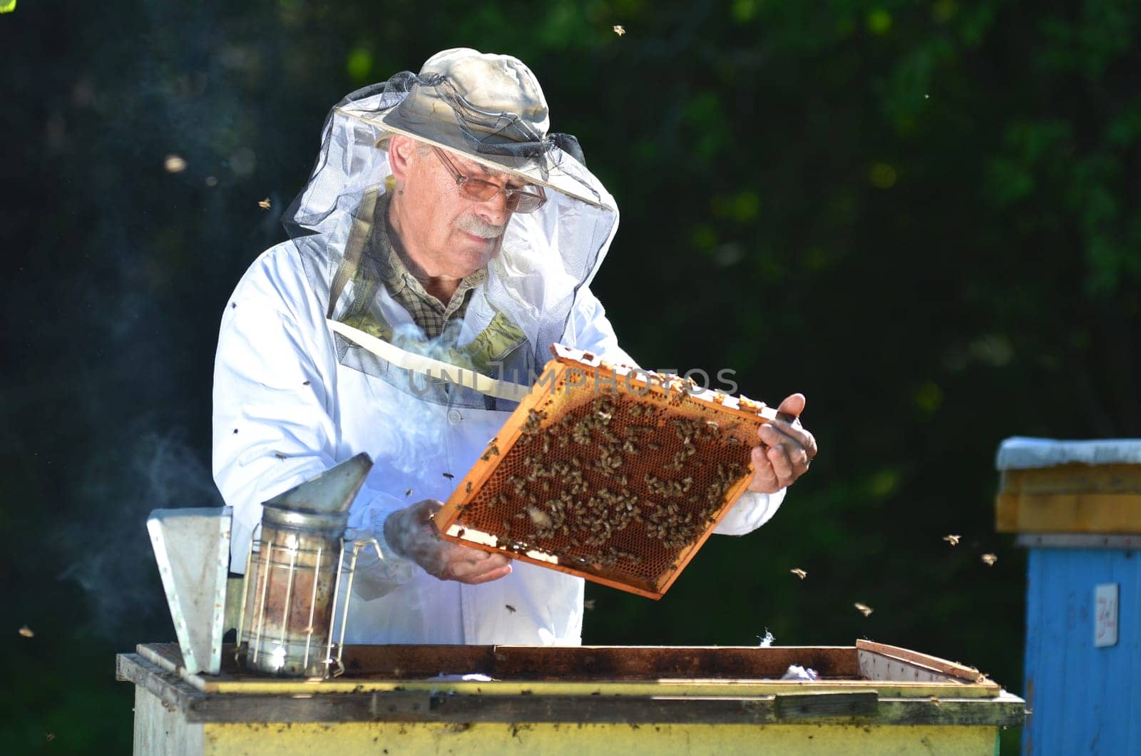 Experienced senior beekeeper making inspection in apiary after summer season