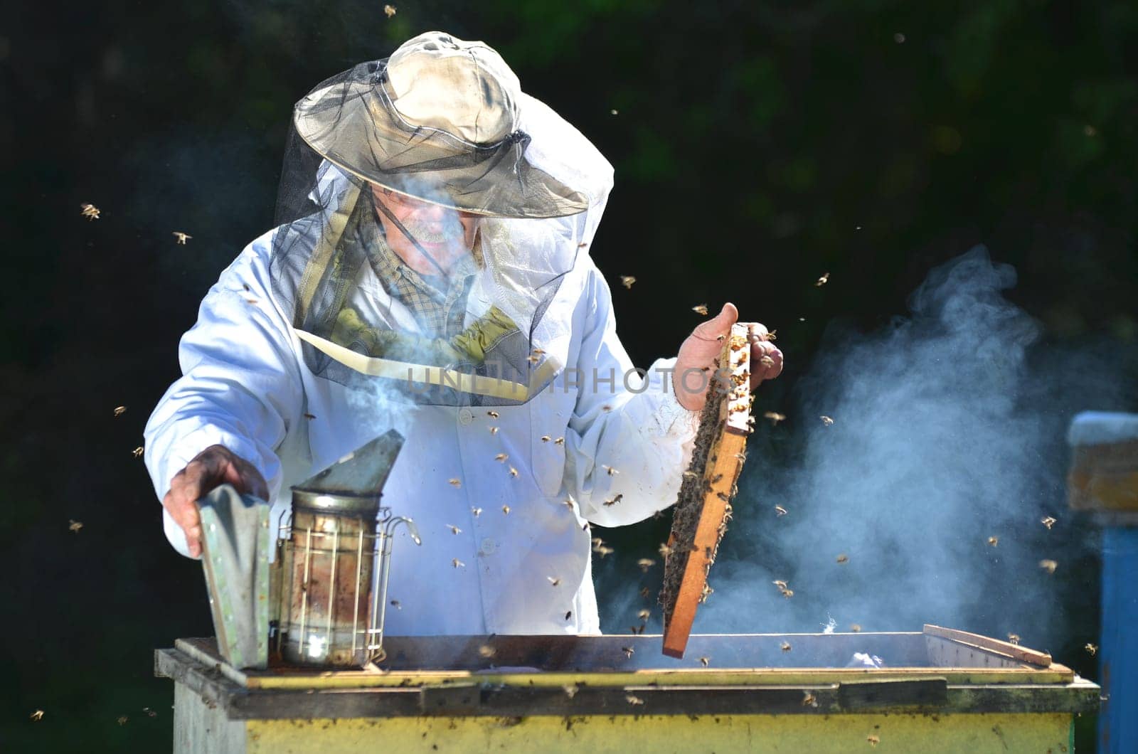 Experienced senior beekeeper making inspection in apiary after summer season