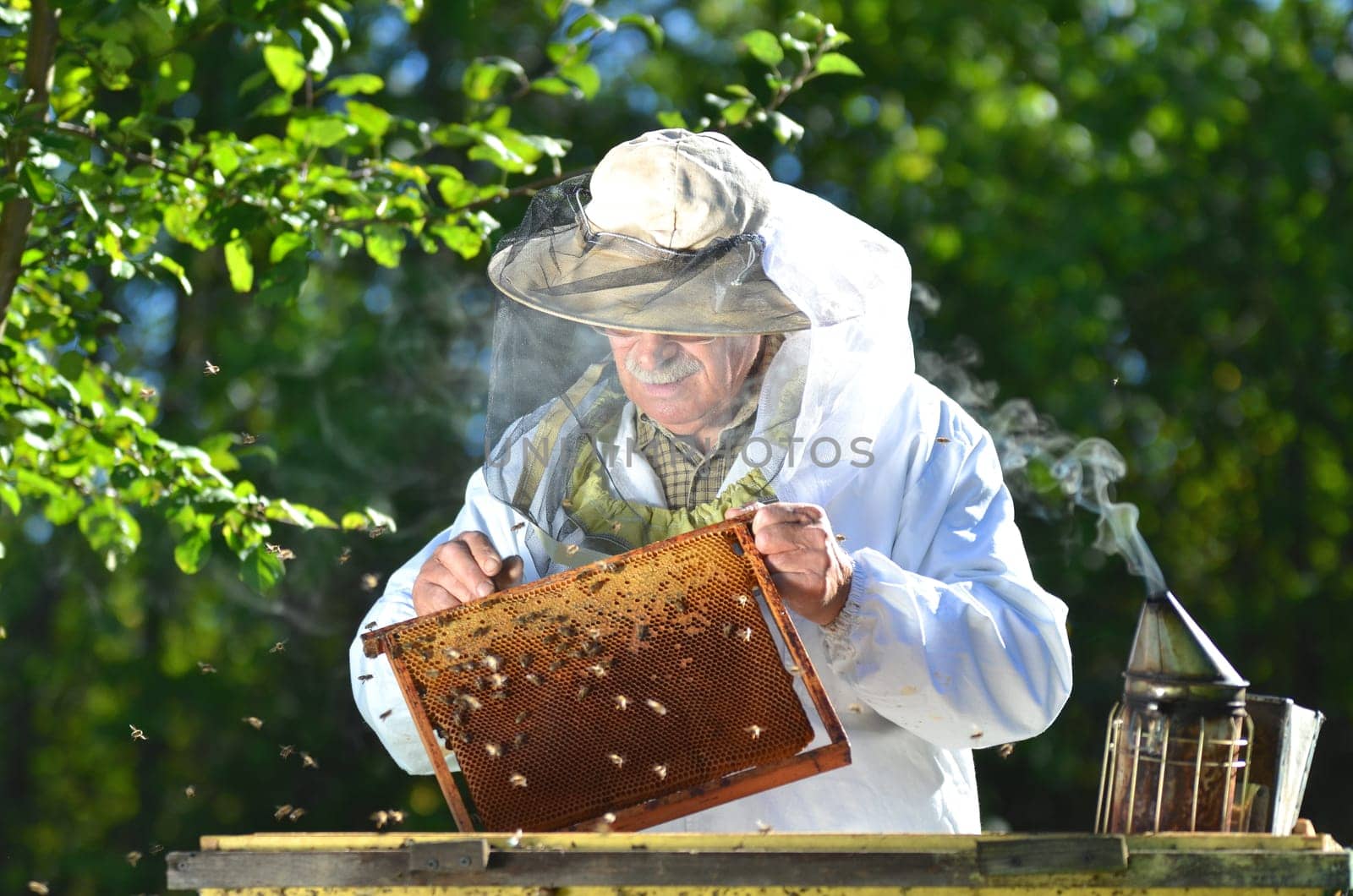 Experienced senior beekeeper making inspection in apiary after summer season