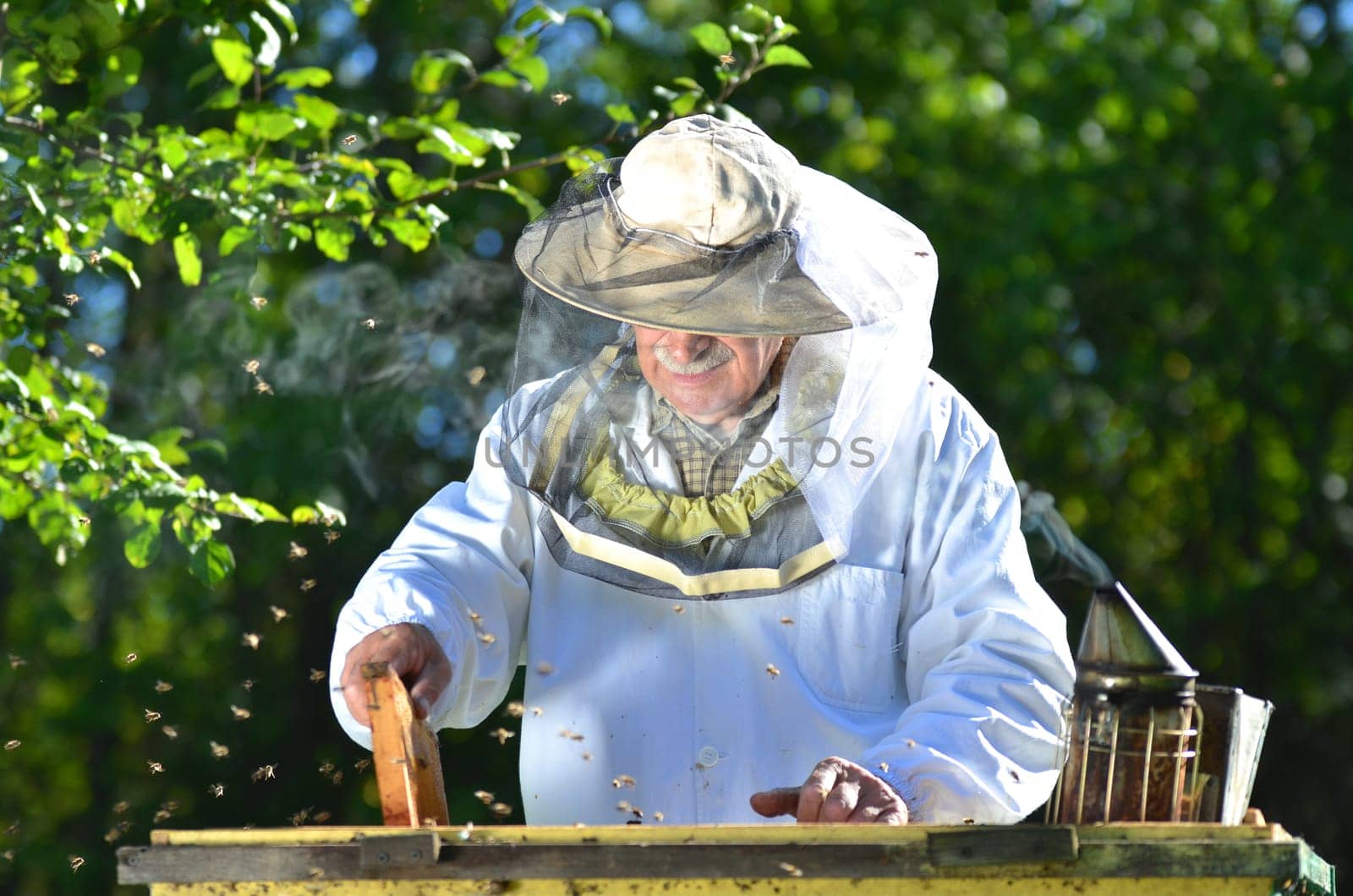 Experienced senior beekeeper making inspection in apiary after summer season