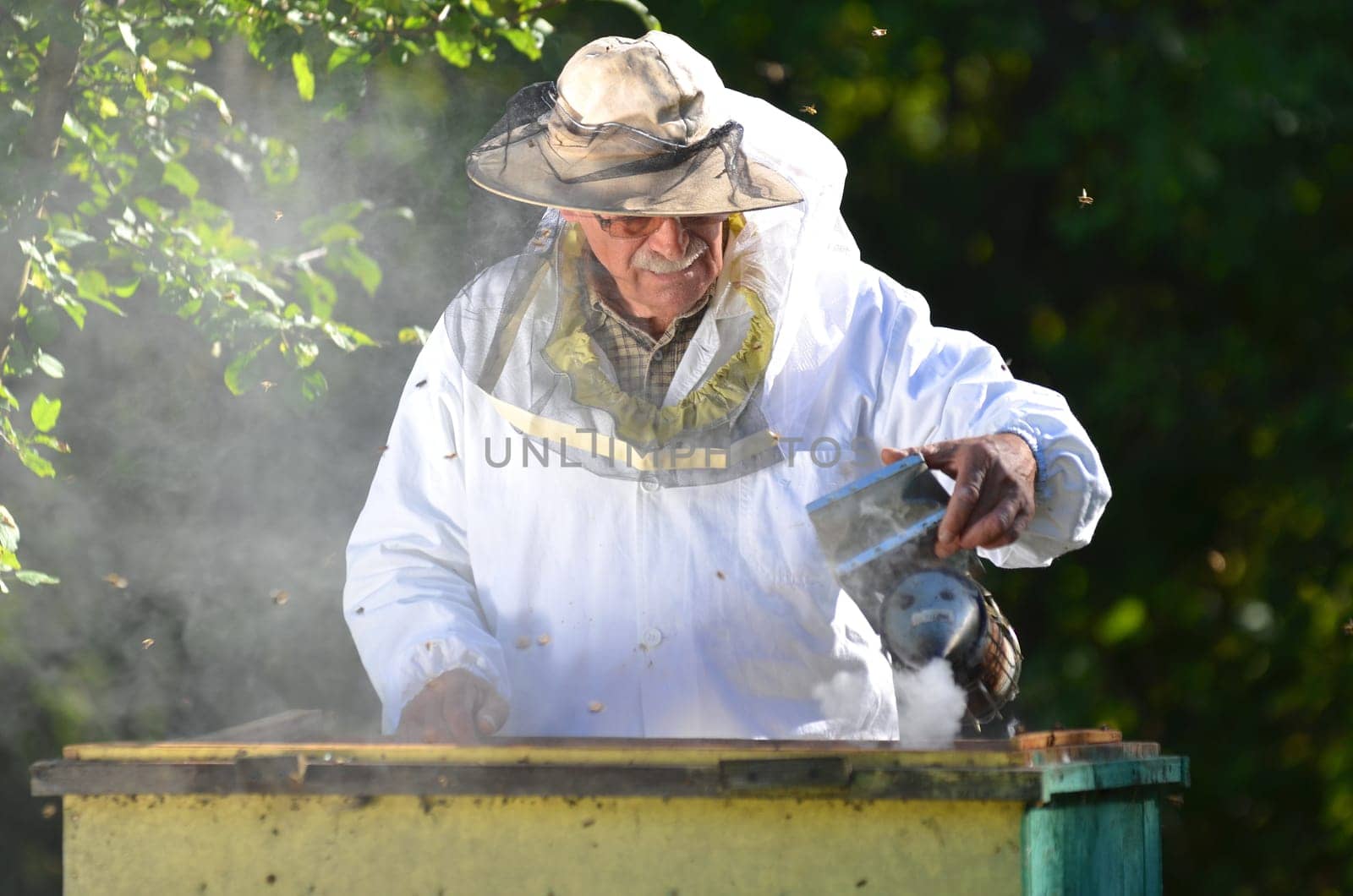Experienced senior beekeeper making inspection in apiary after summer season