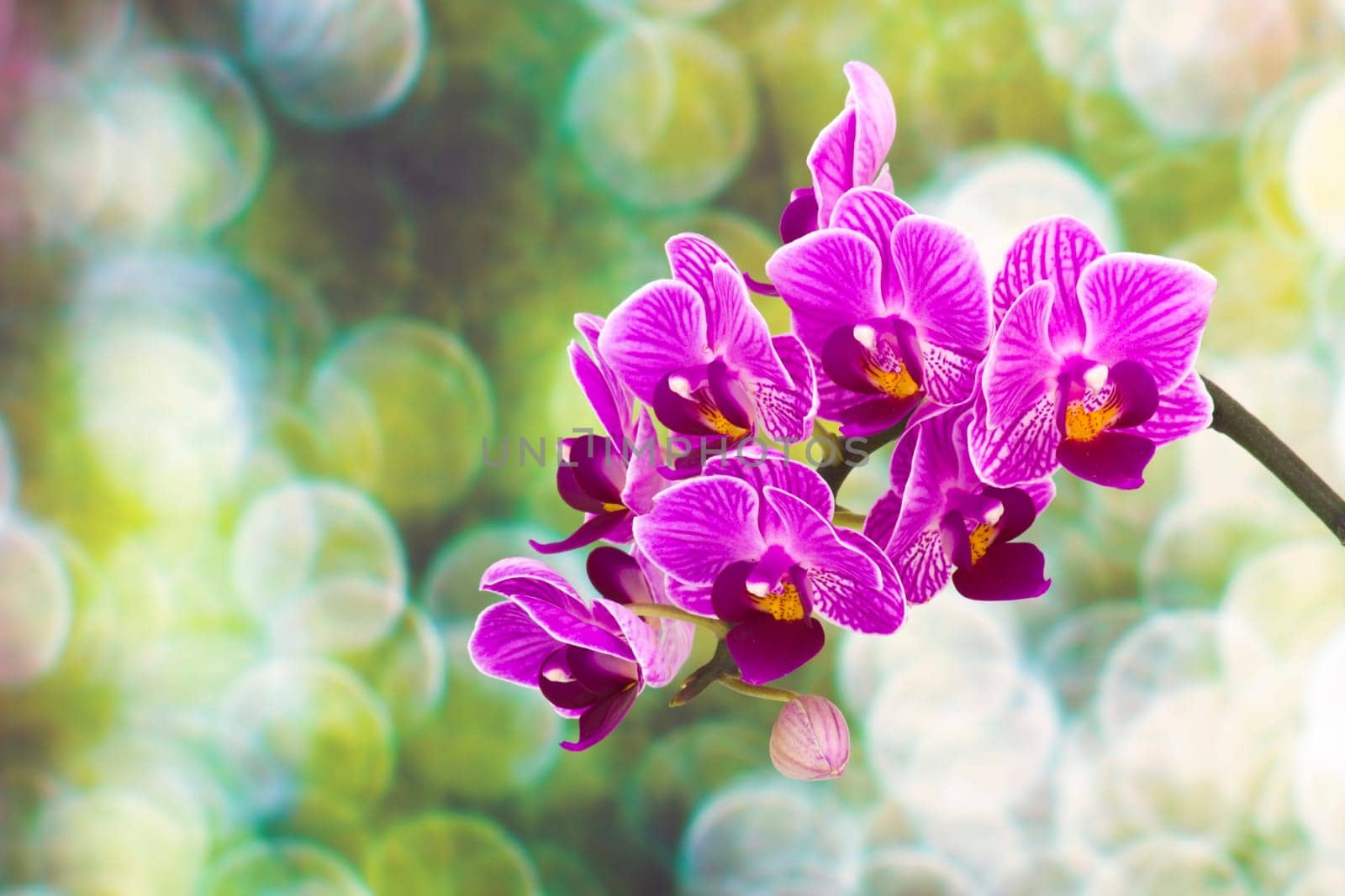Beautiful pink orchid  - phalaenopsis
