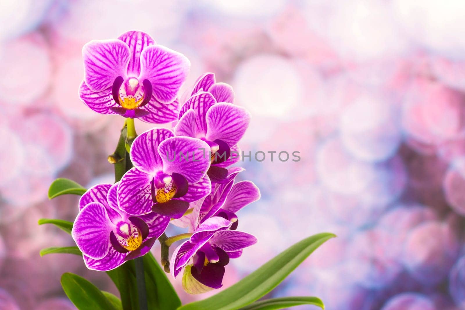 Beautiful pink orchid  - phalaenopsis