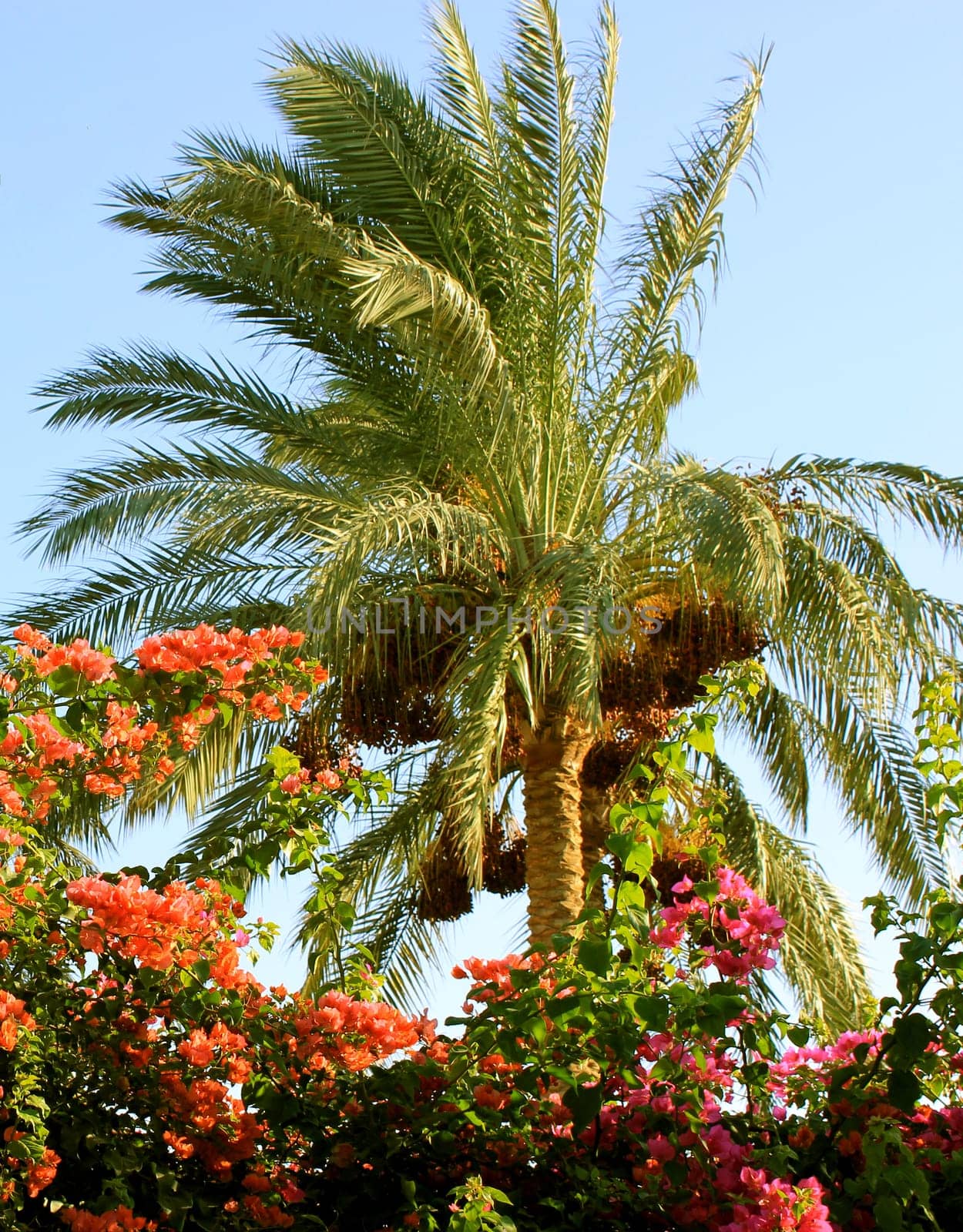 Palm tree at sunset light