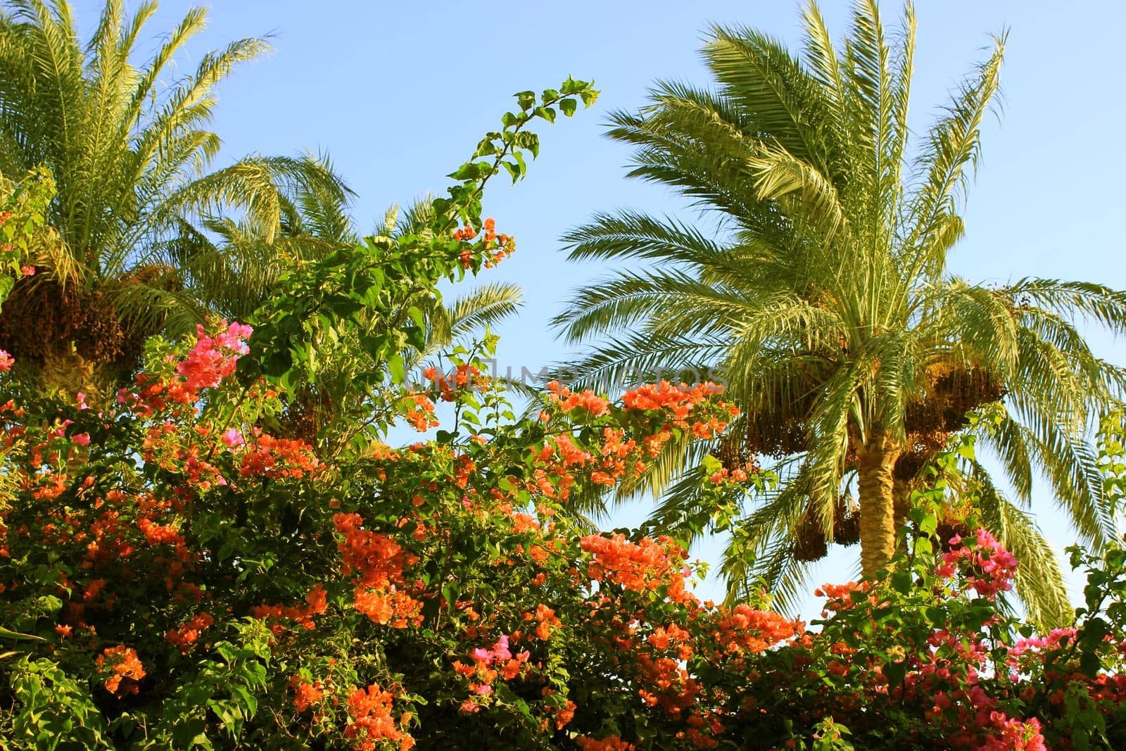 Palm tree at sunset light