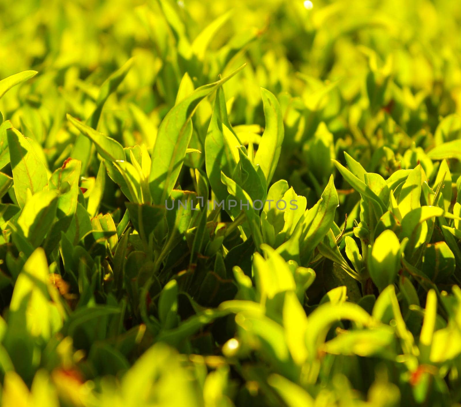 green grass background