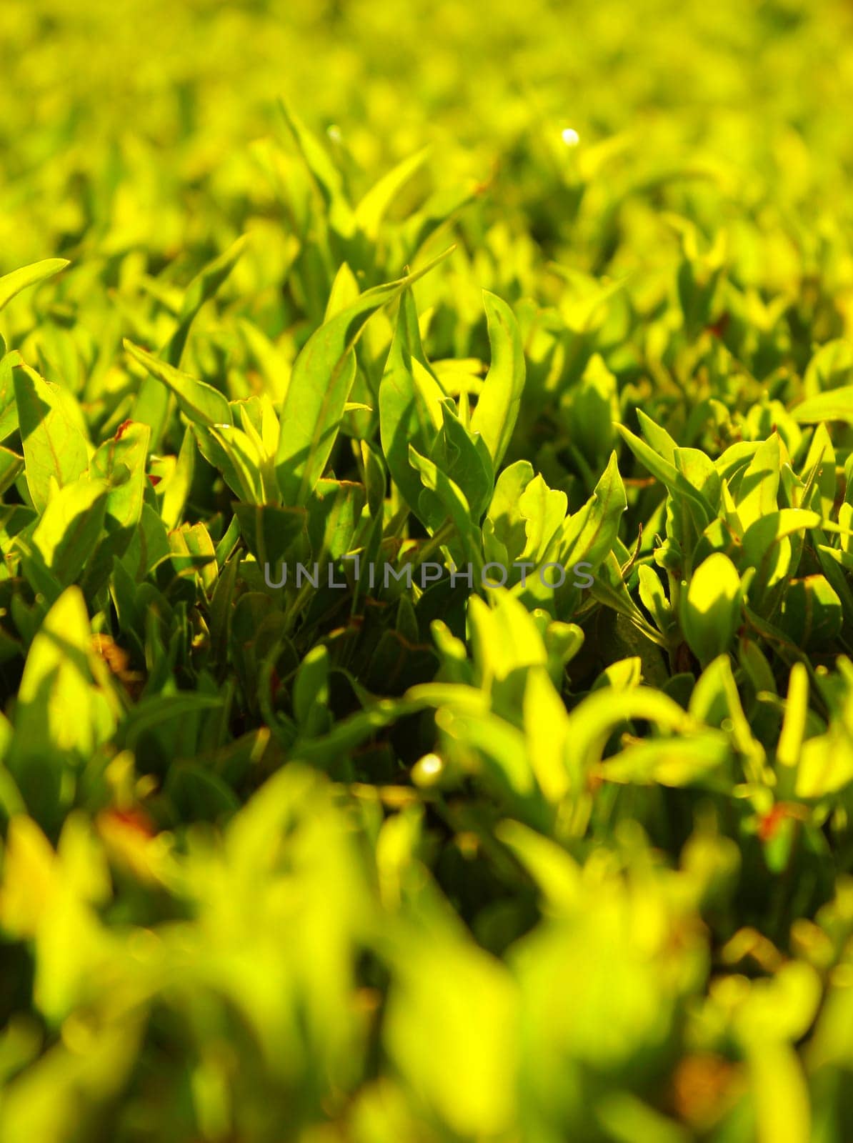 green grass background