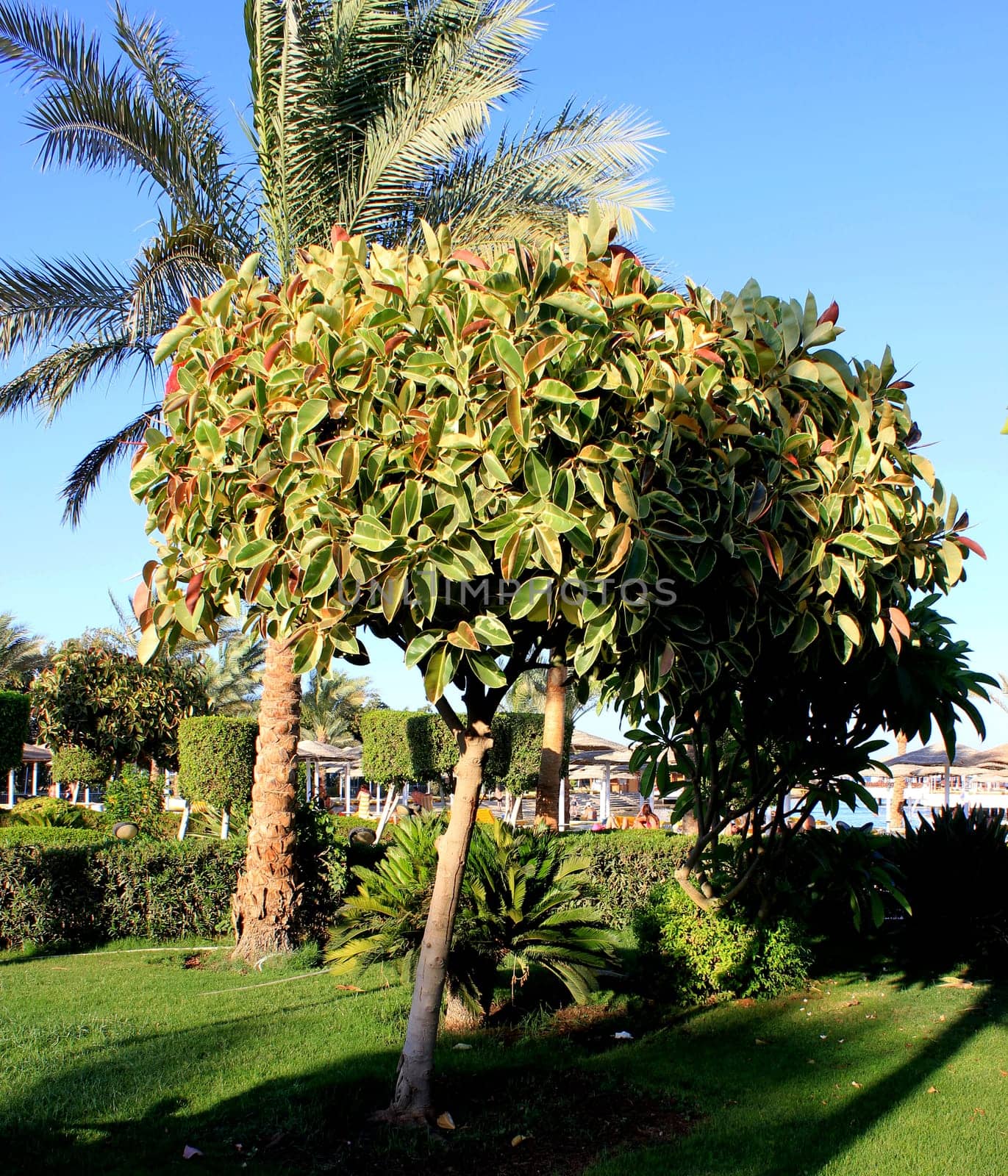 green trees in garden