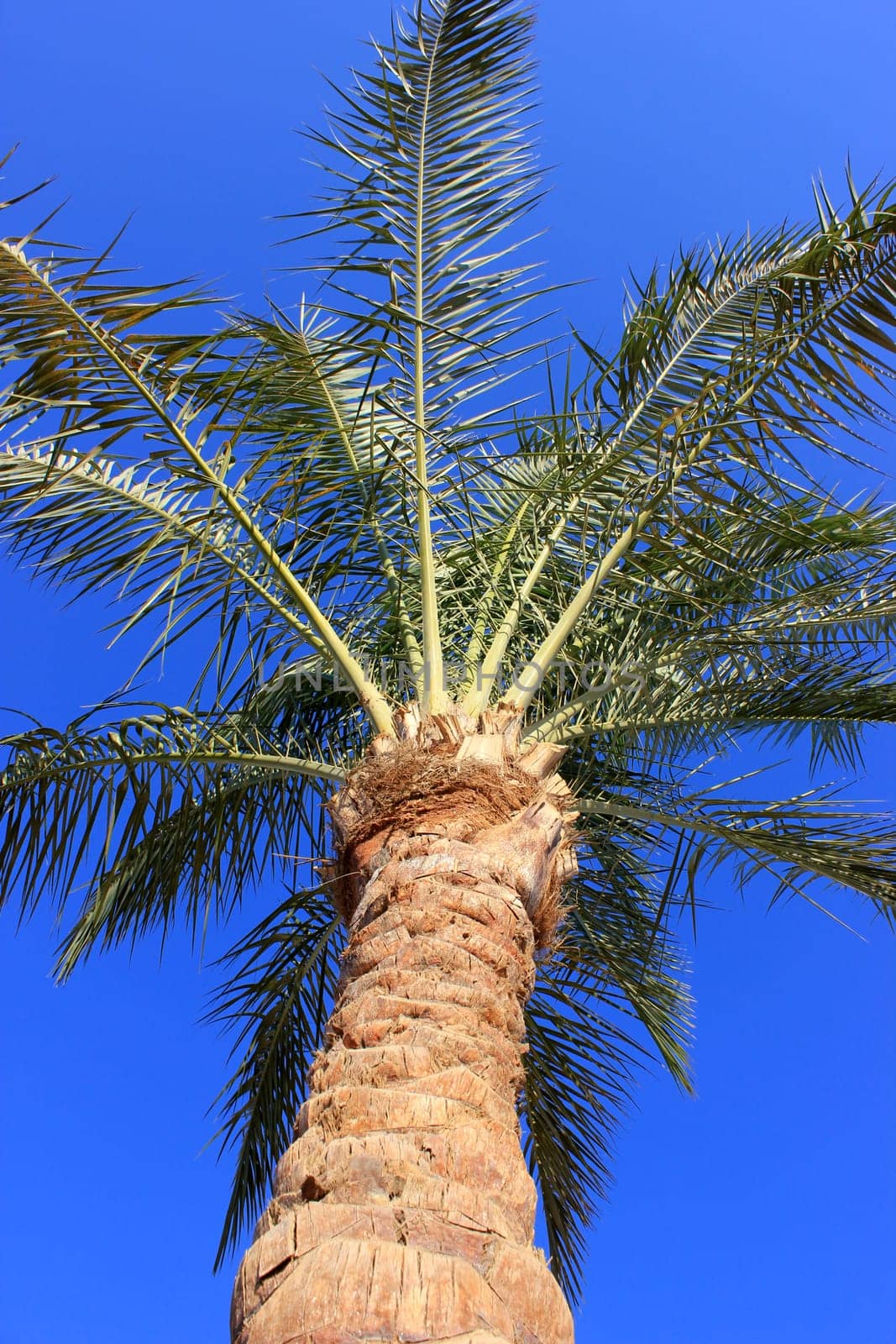 Palm tree at sunset light