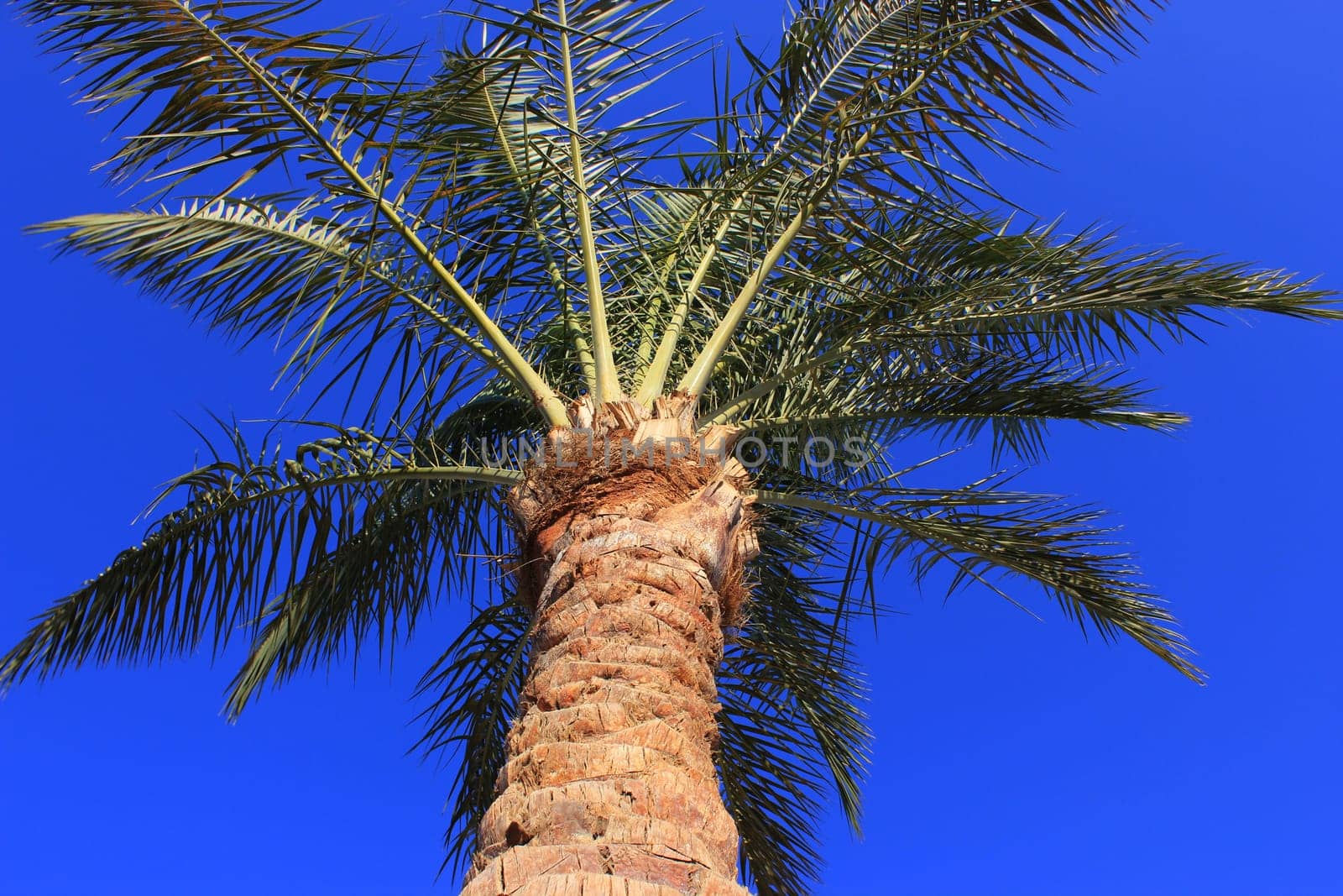 Palm tree at sunset light