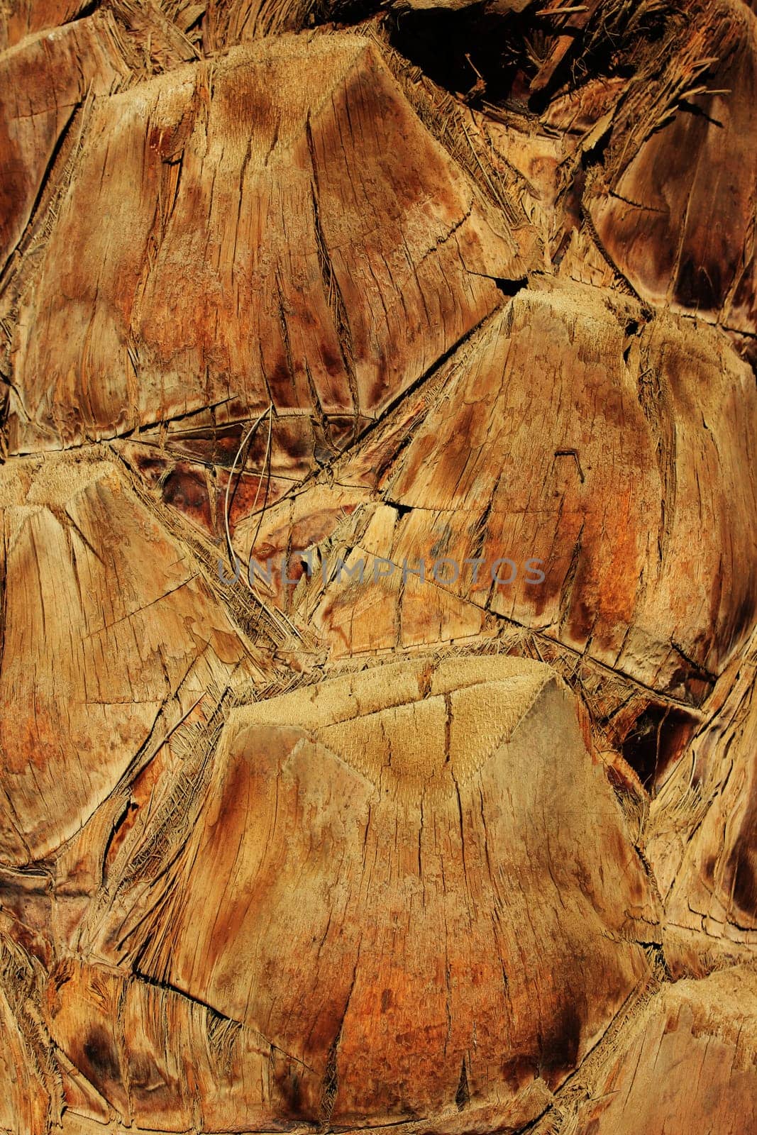 old trunk of the palm tree background