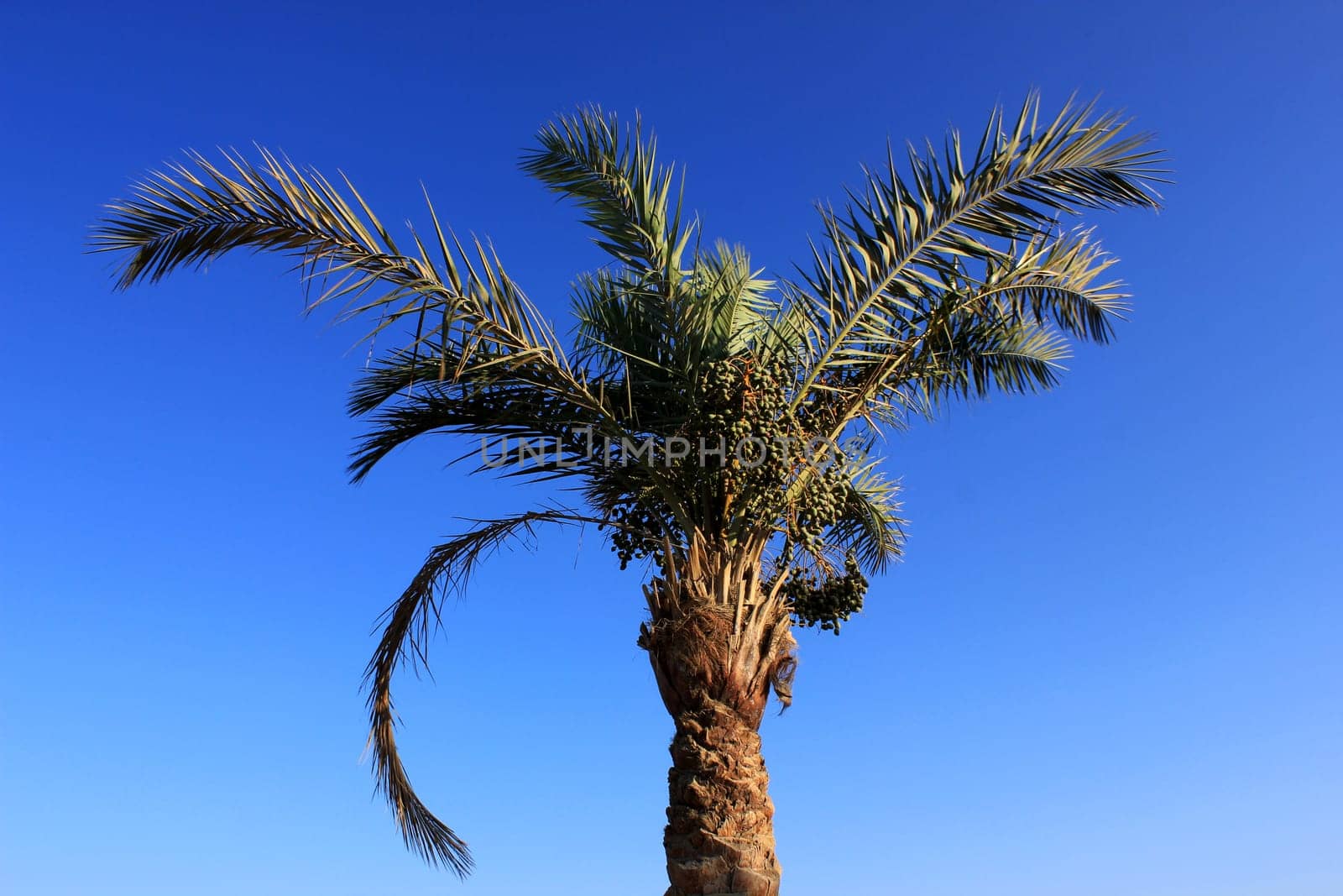 One palm tree at sun light
