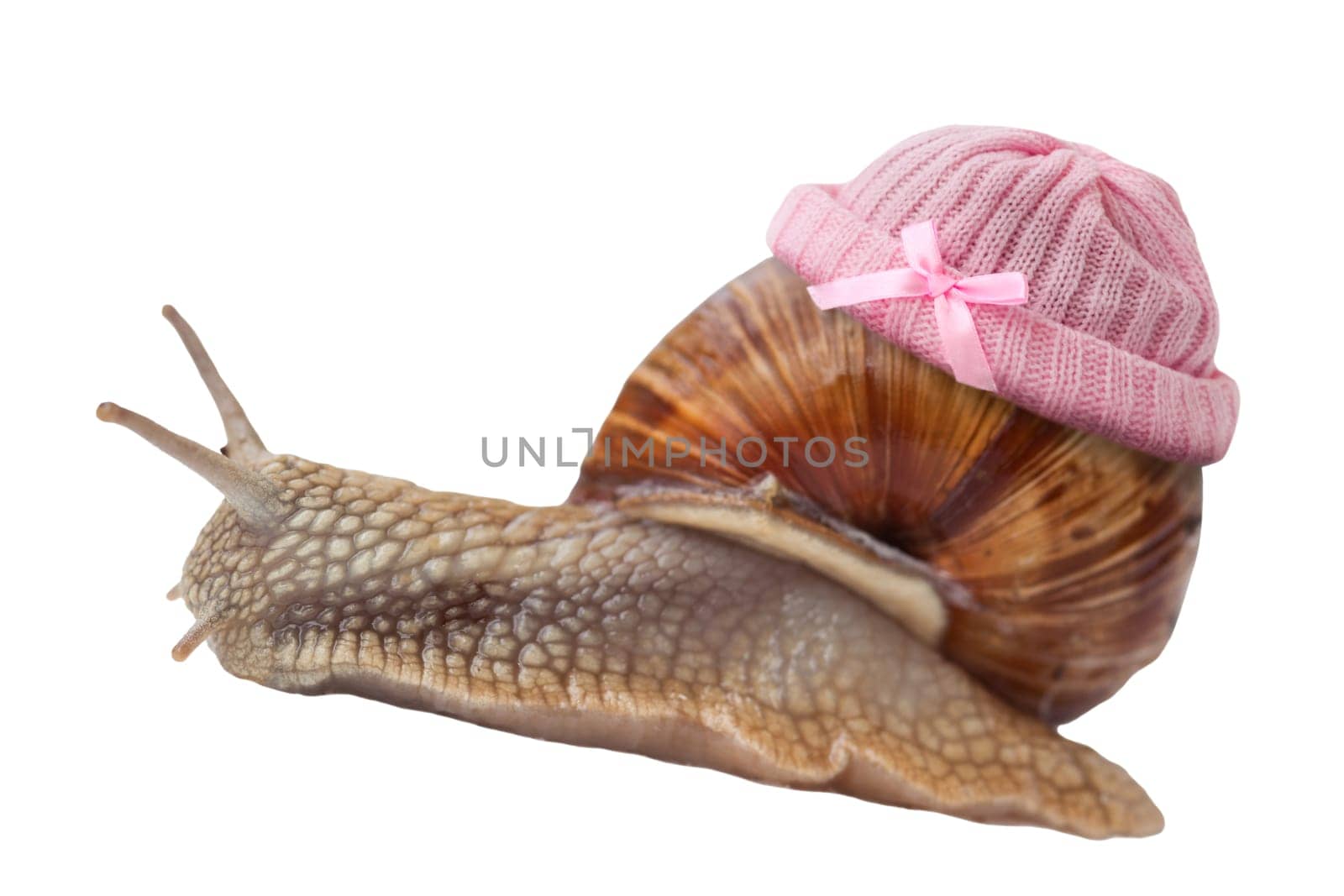 Baby snail wears pink knitted hat,isolated on white