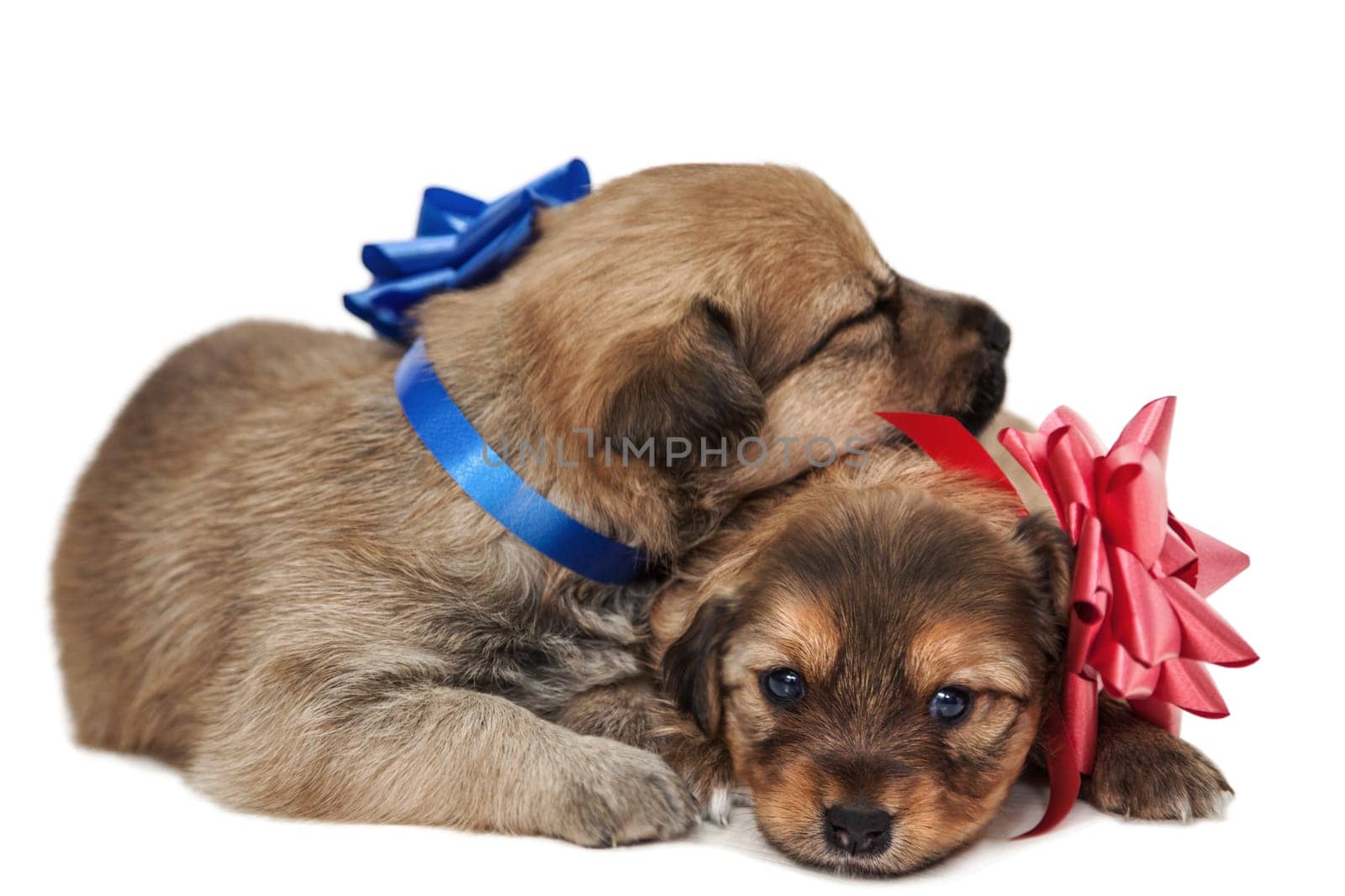 Two puppies with bows,cut-off on white