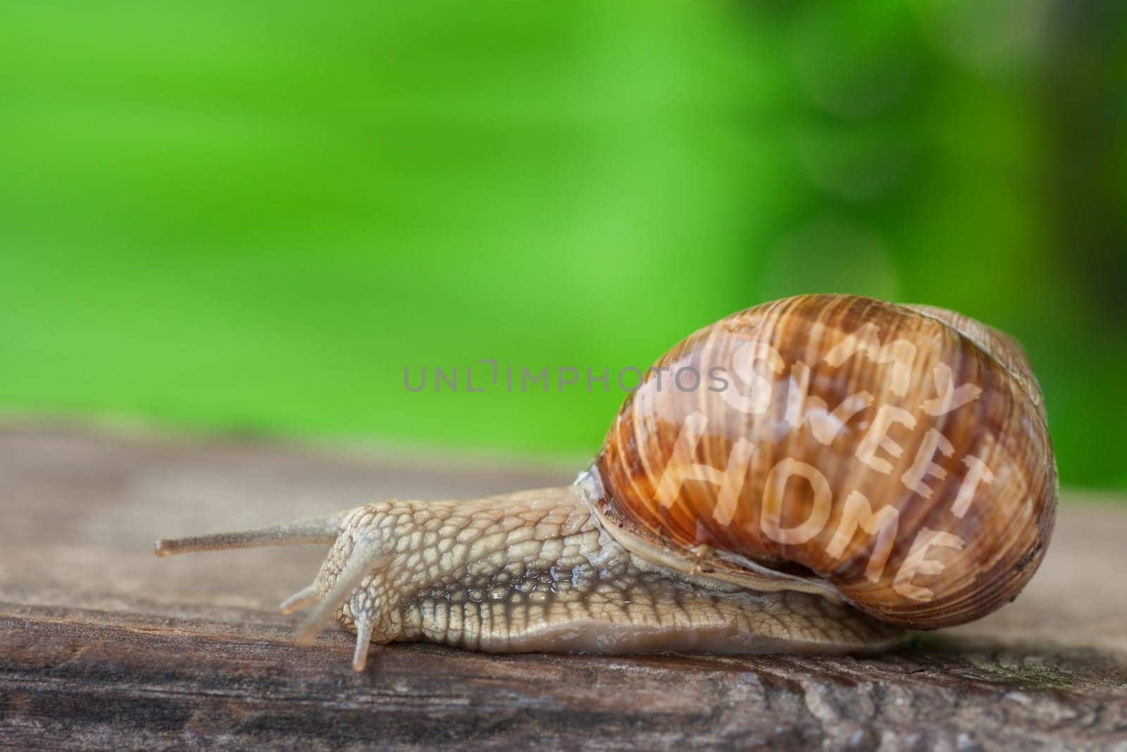Snail Mobile sweet Home in garden