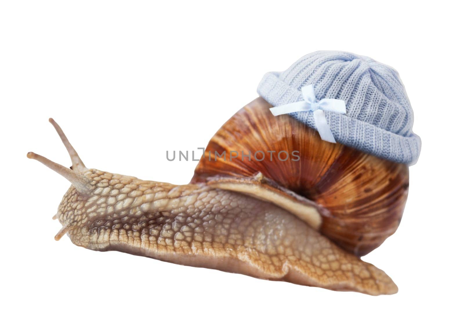 Baby snail wears blue knitted cap,insulated on white