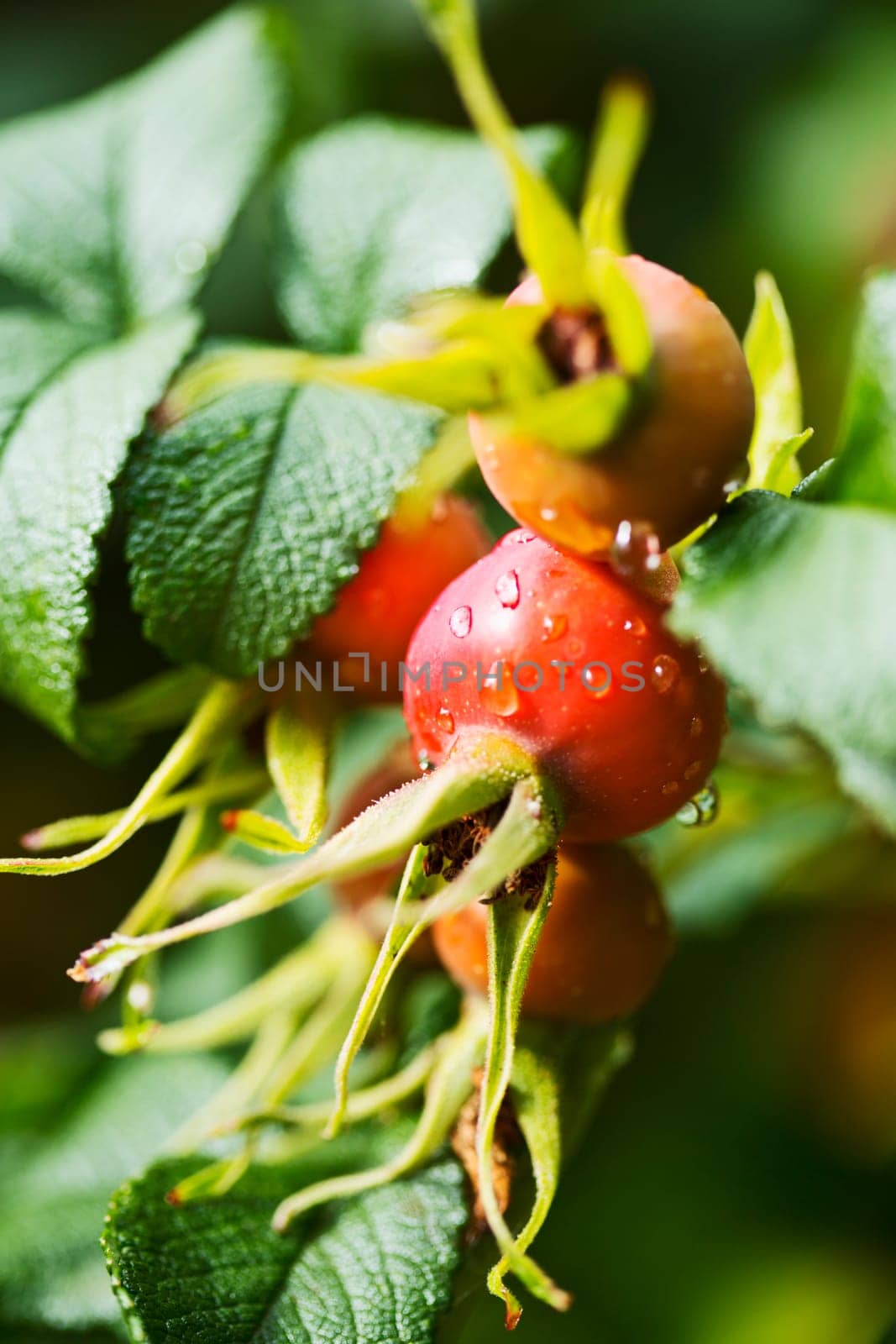 Rose hip