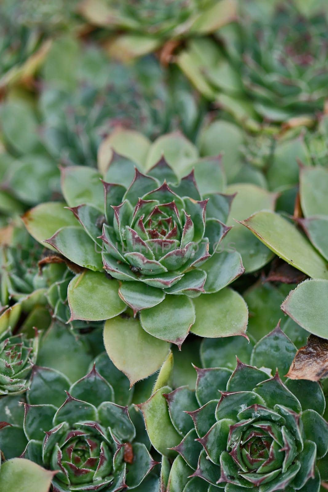 Stone plant