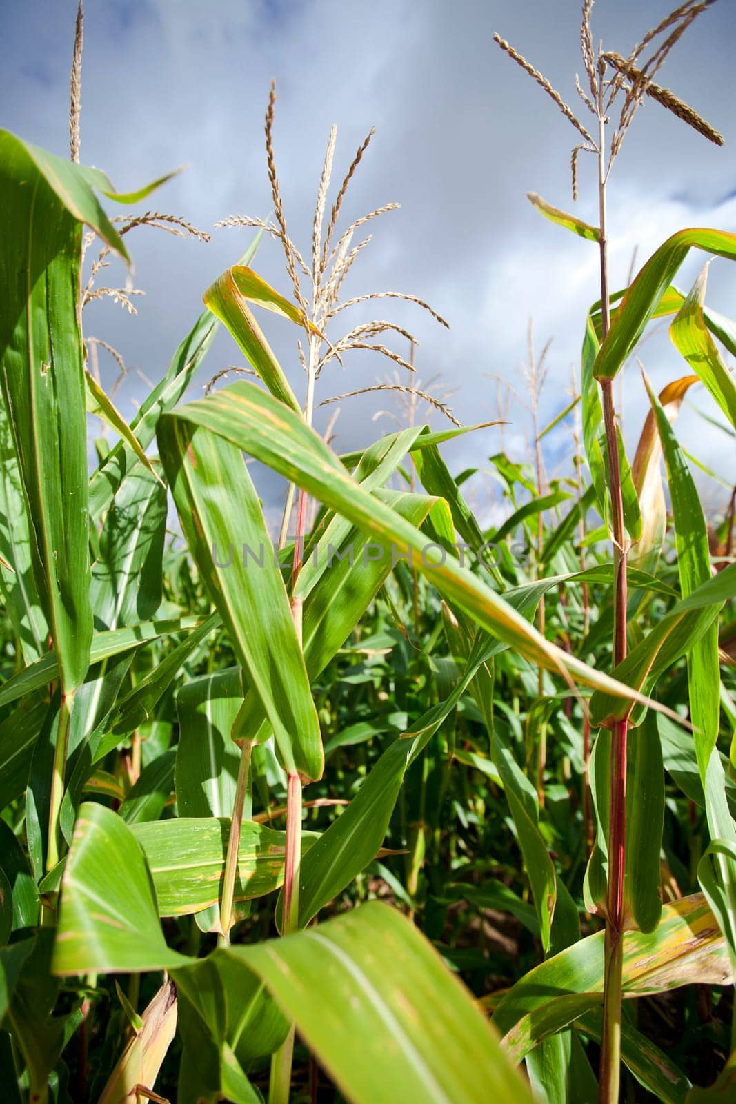 Cornfield