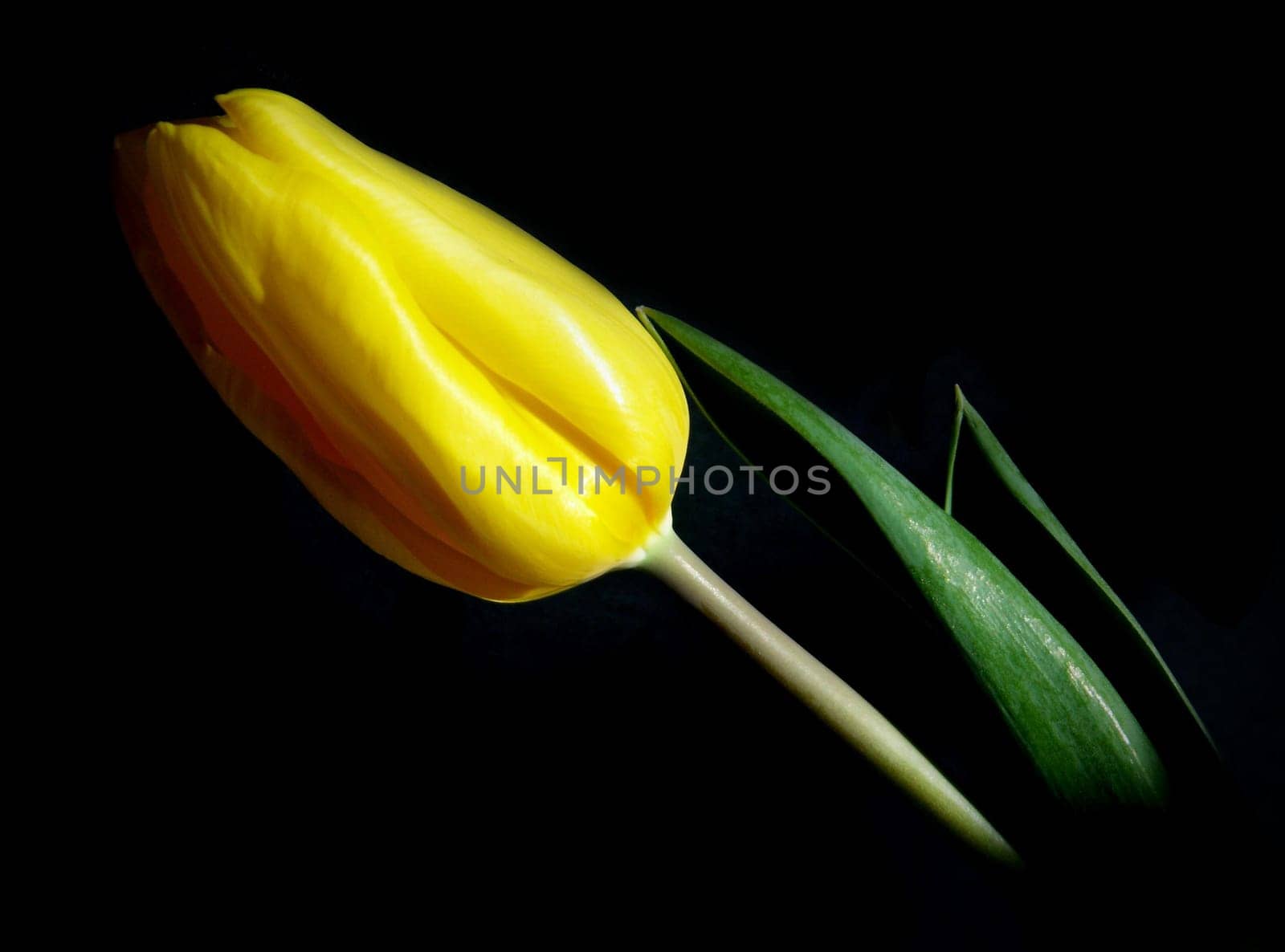 Tulip