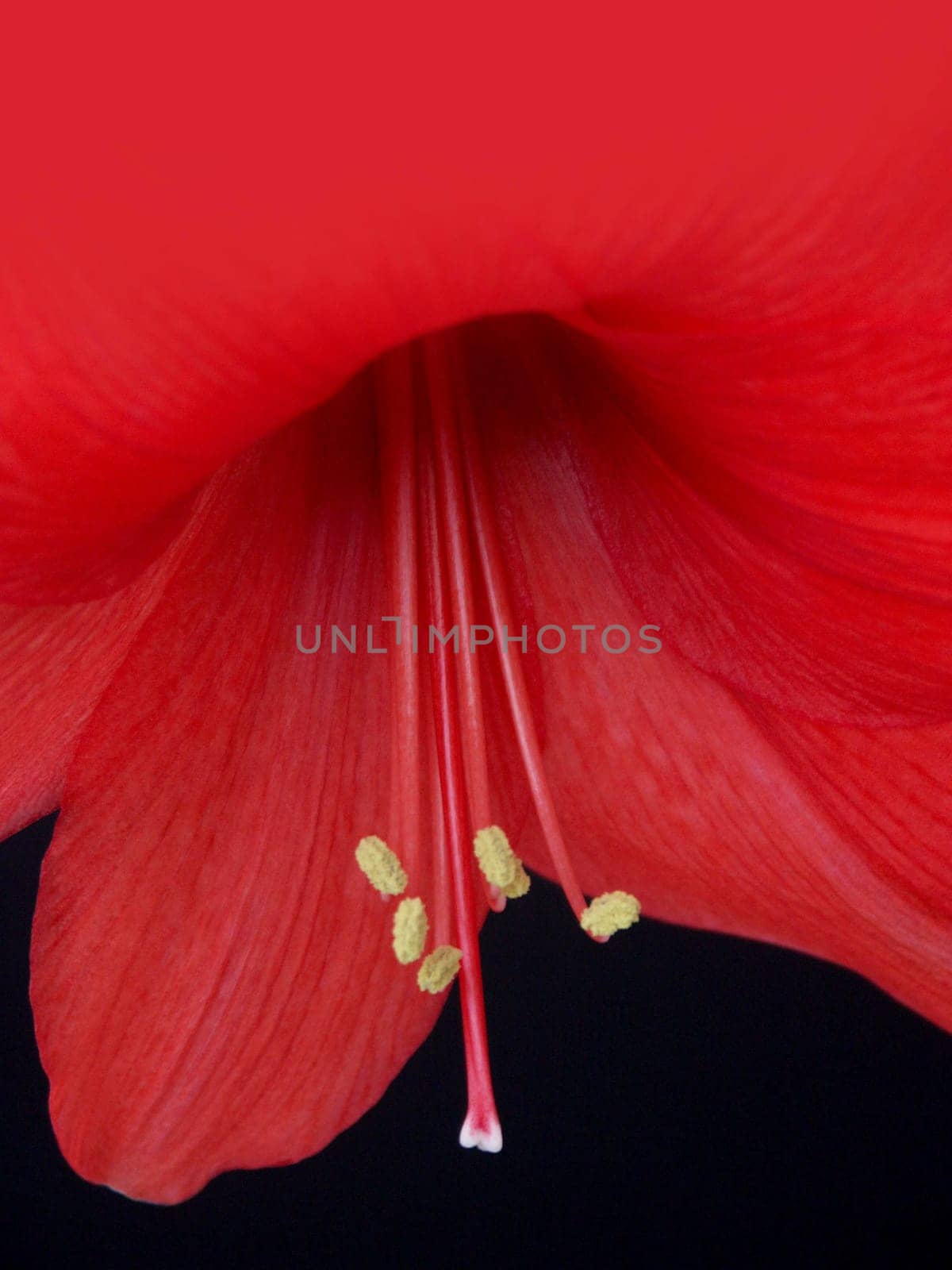 Amaryllis