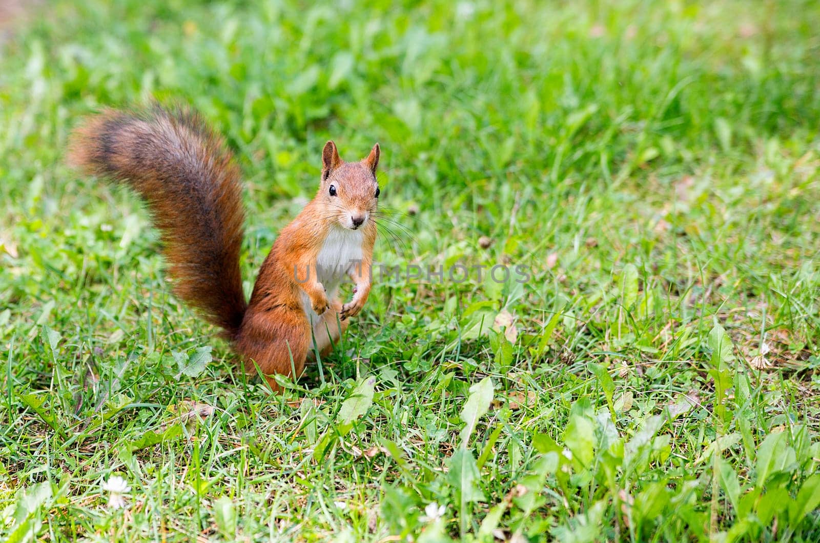 Hairy squirell stopped at low mown green grass