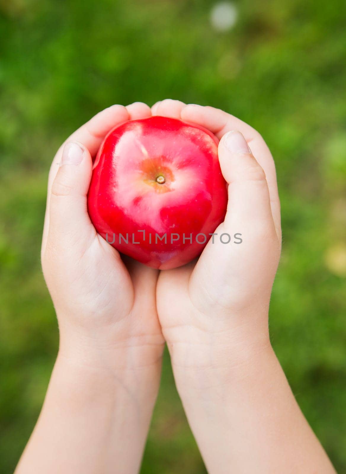 Ripe red apple holded by both child hand