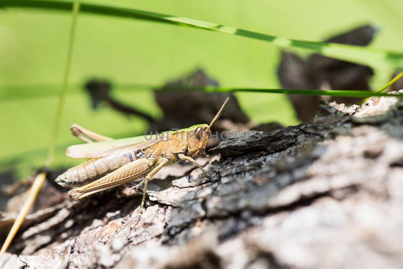 Zoomed greeny grasshopper clinging on fallen tree stem