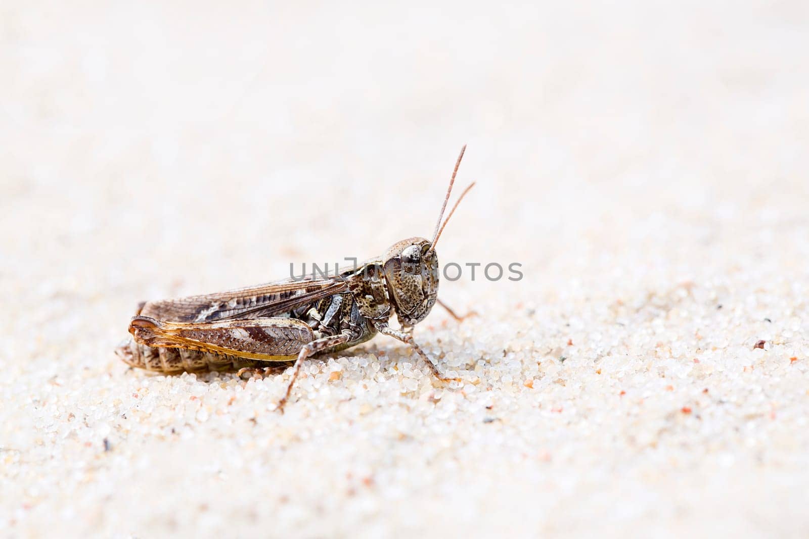 Zoomed grasshopper with ground grey camouflage at sand