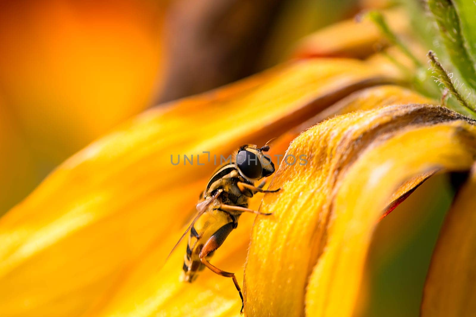 Bee collecting pollen from yellow flower in garden