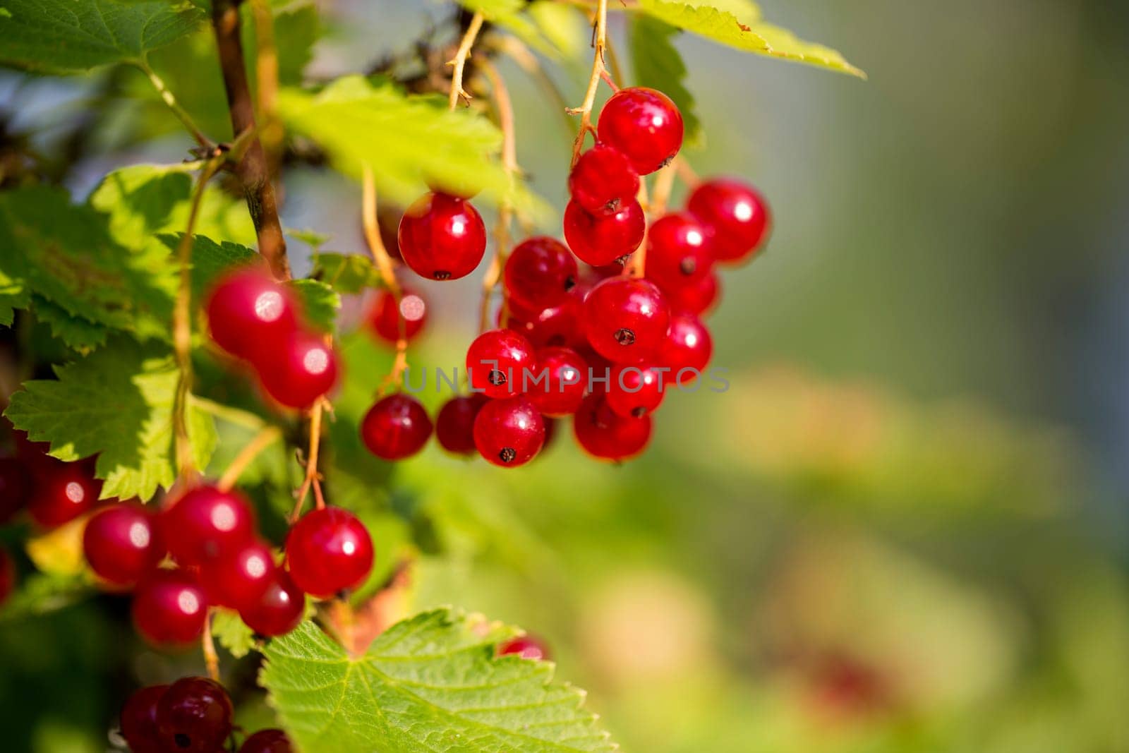 Zoomed bunch of ripe redcurrants hang on braches