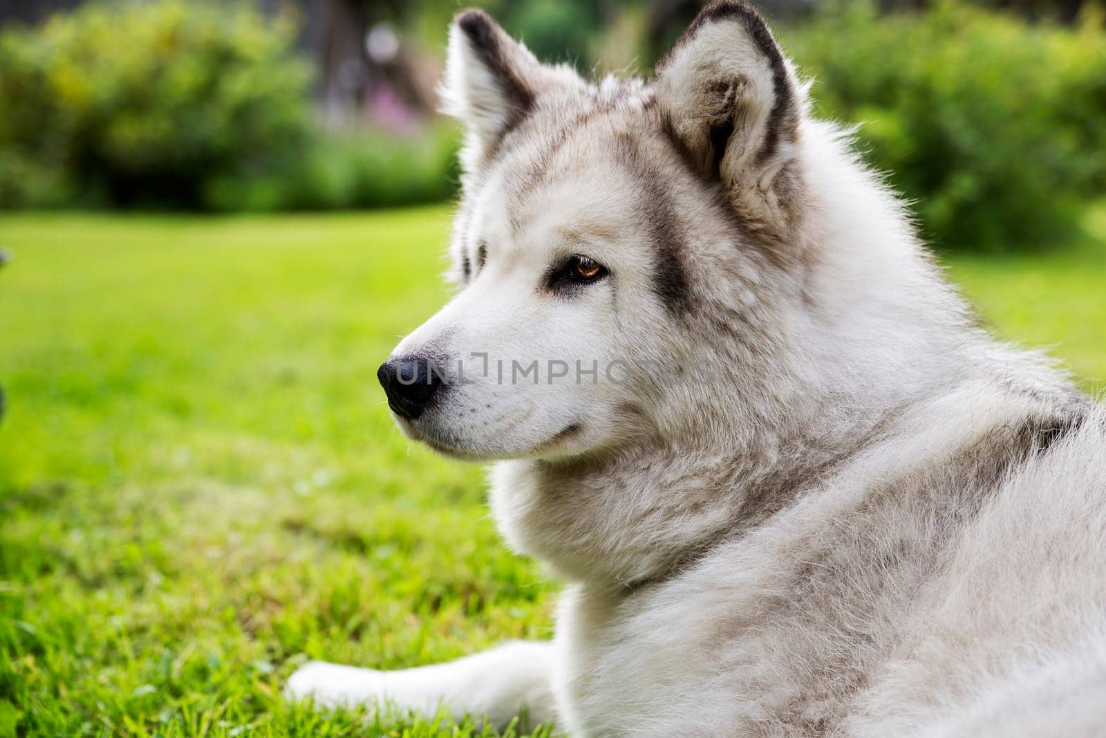 With white fur dog peacefully lay at garden