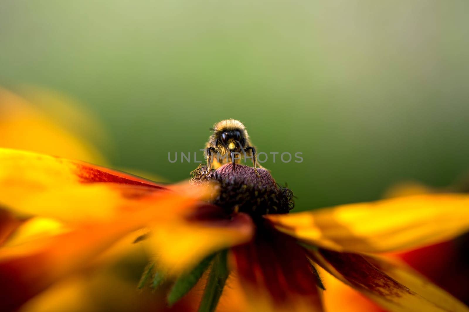 Bumble bee collecting pollen from flower in garden