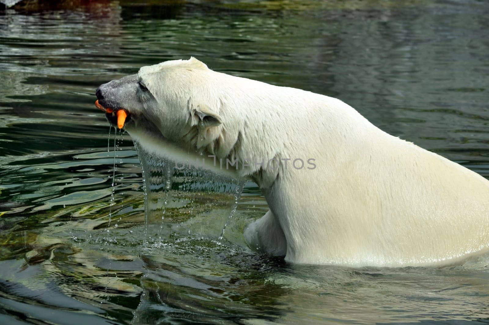 Polar bear