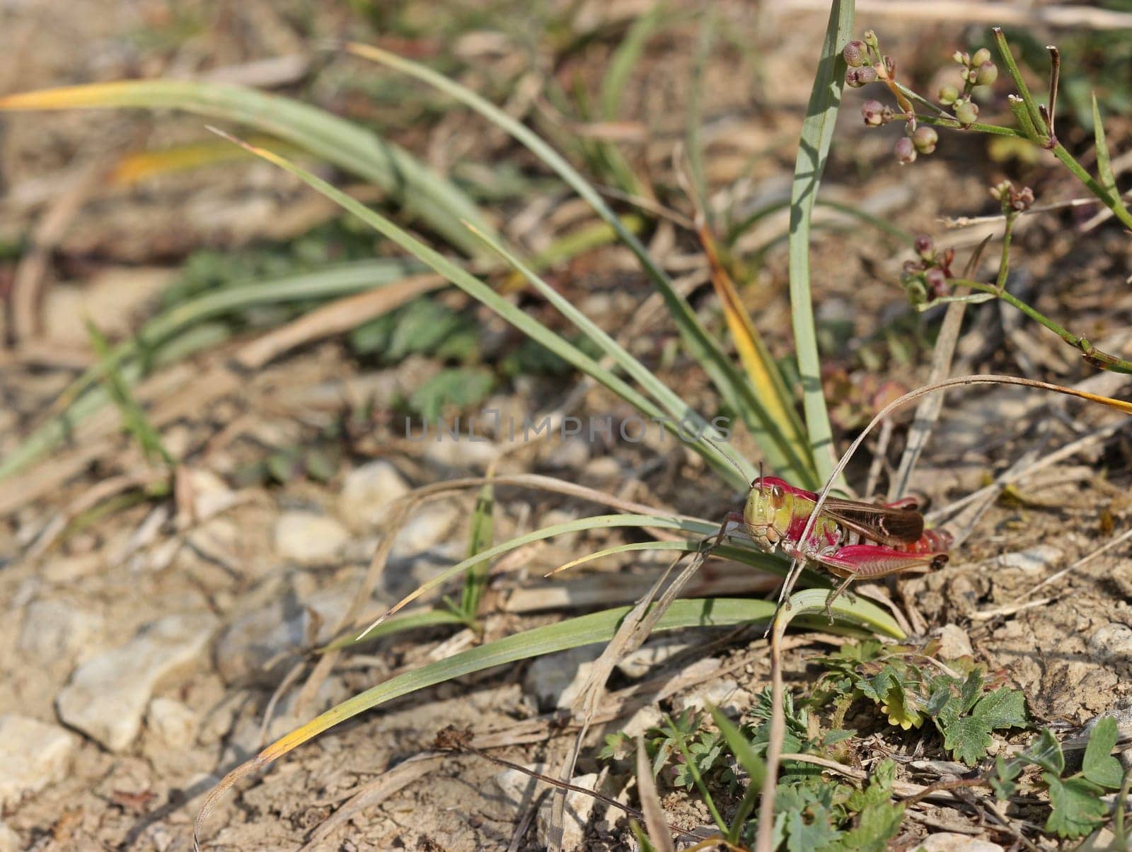 Heath grasshopper (Stenobothrus lineatus) on the Dörnberg