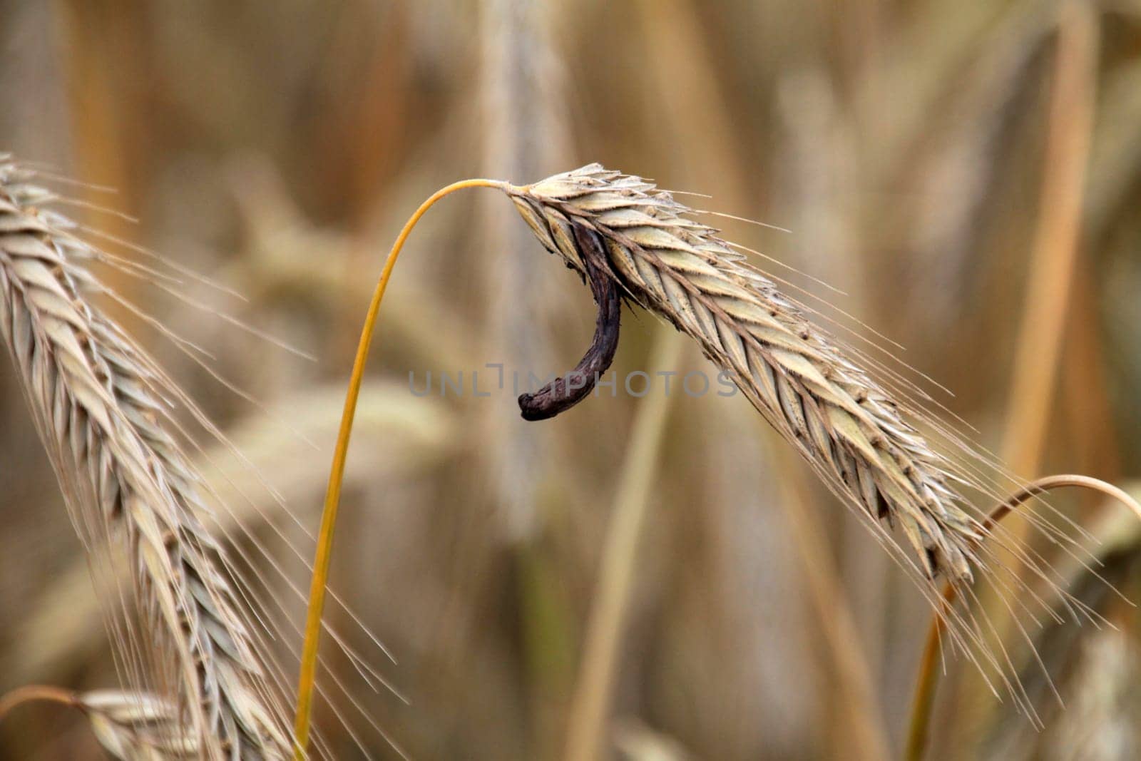 Rye with ergot