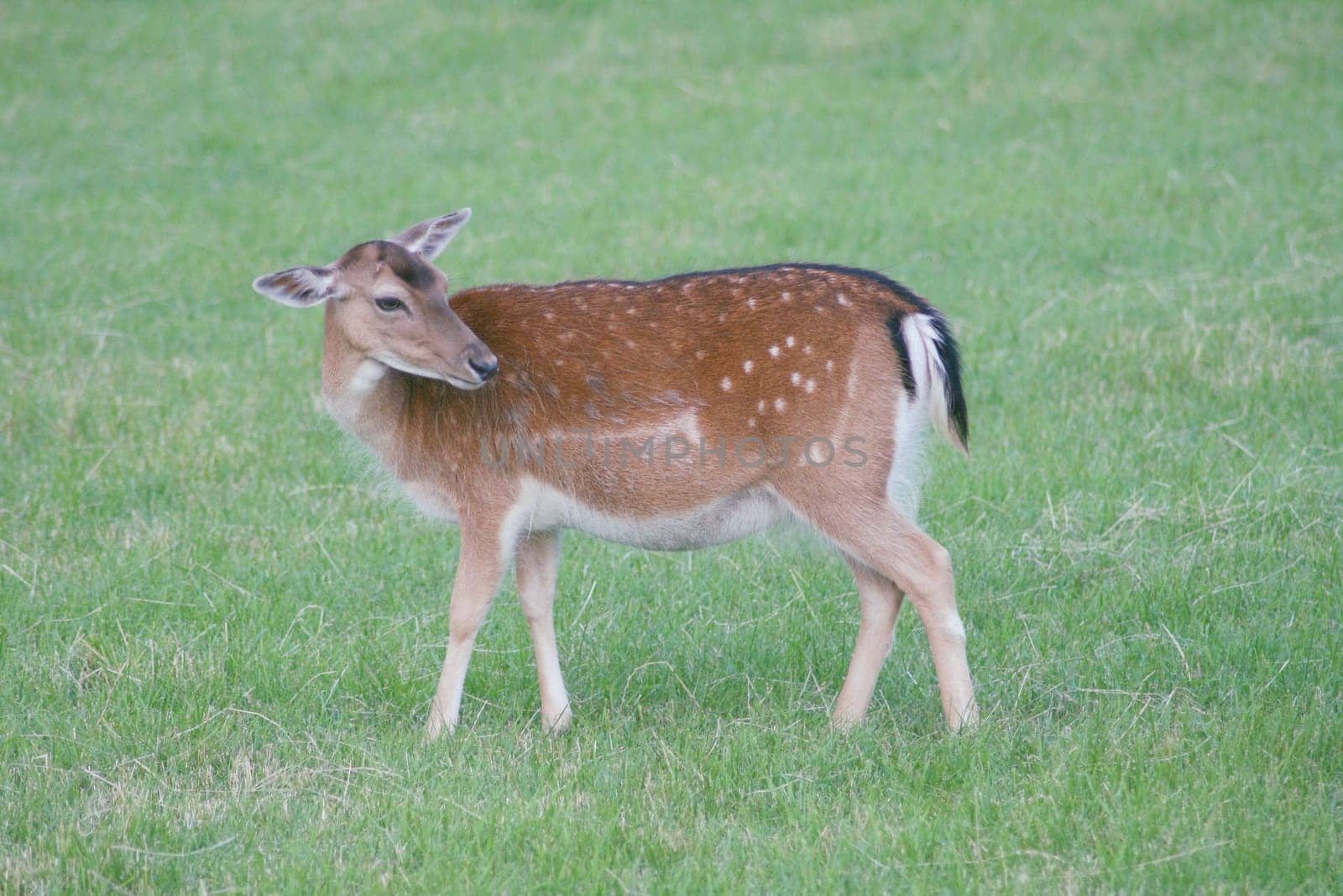 a fallow deer in a green clearing