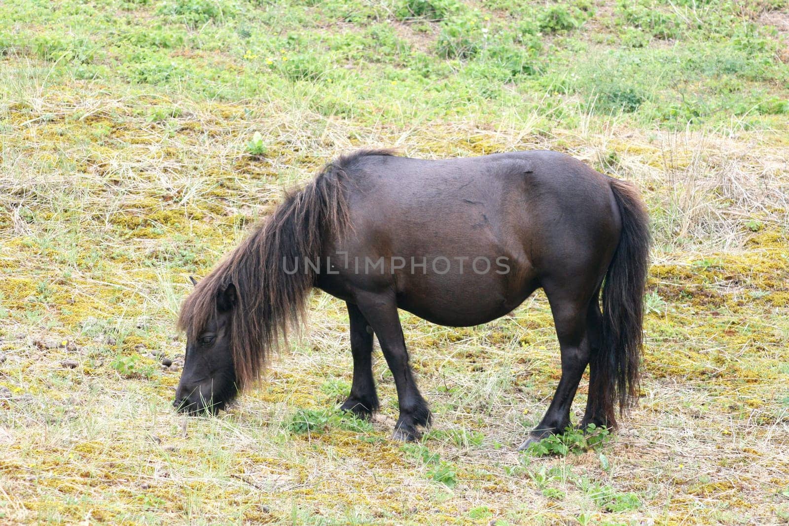 Ein kleines schwarzes Pony beim grasen