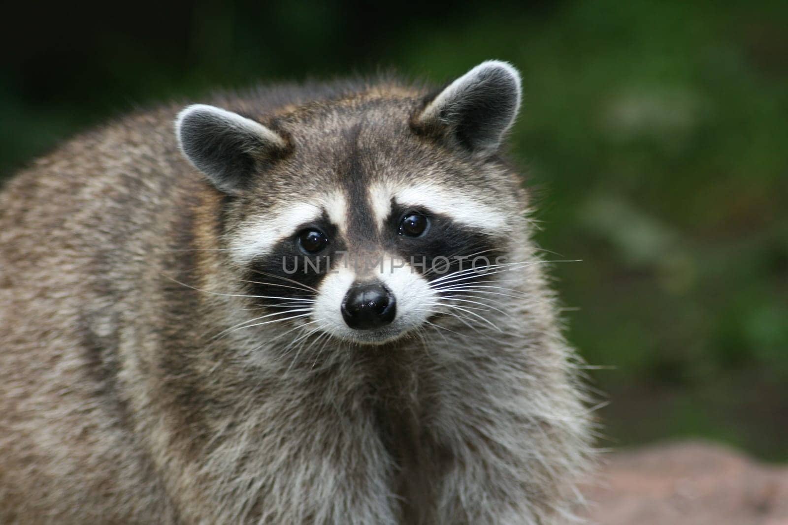 Close-up of a raccoon from the front