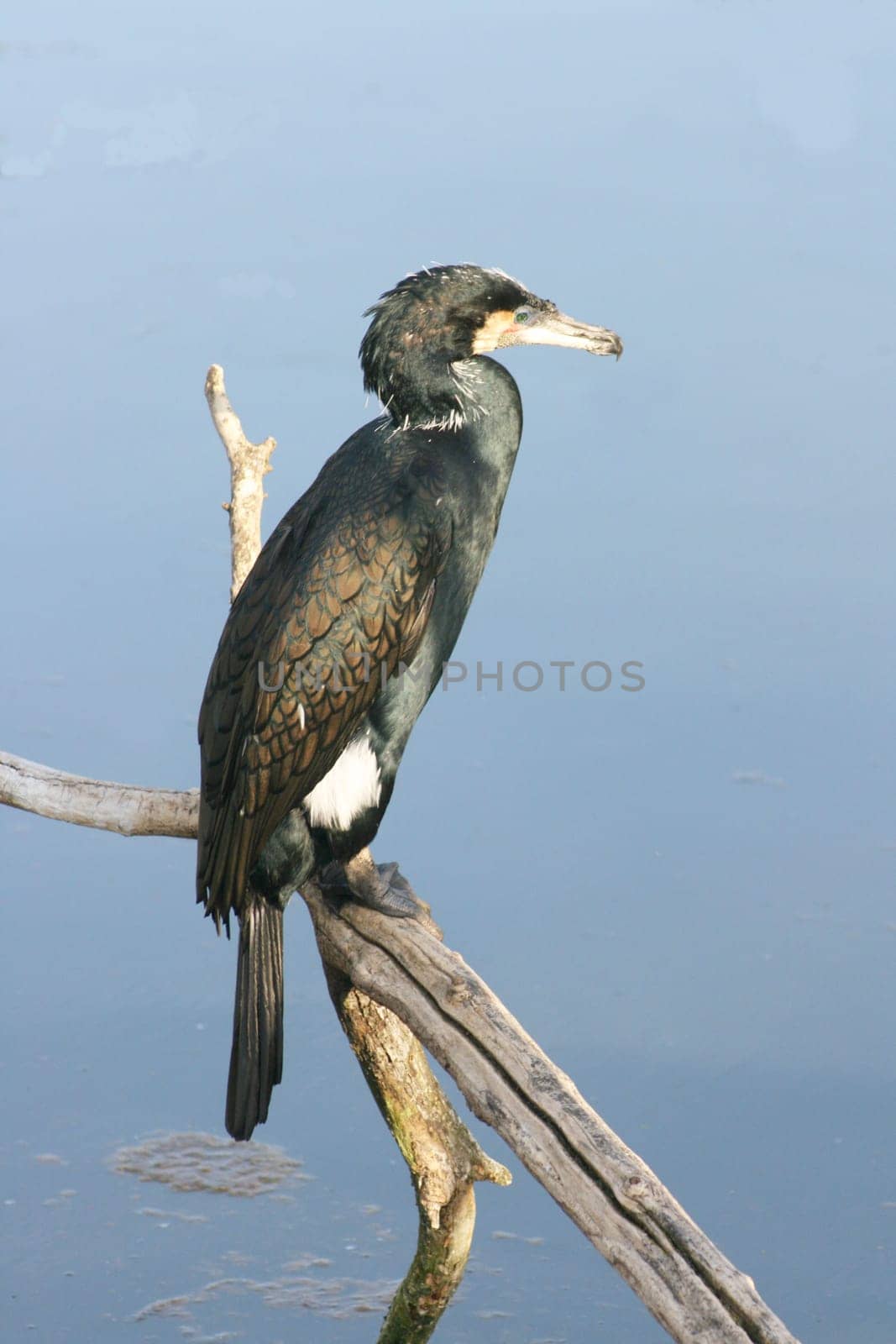 a beautiful,wild cormorant sits by the water