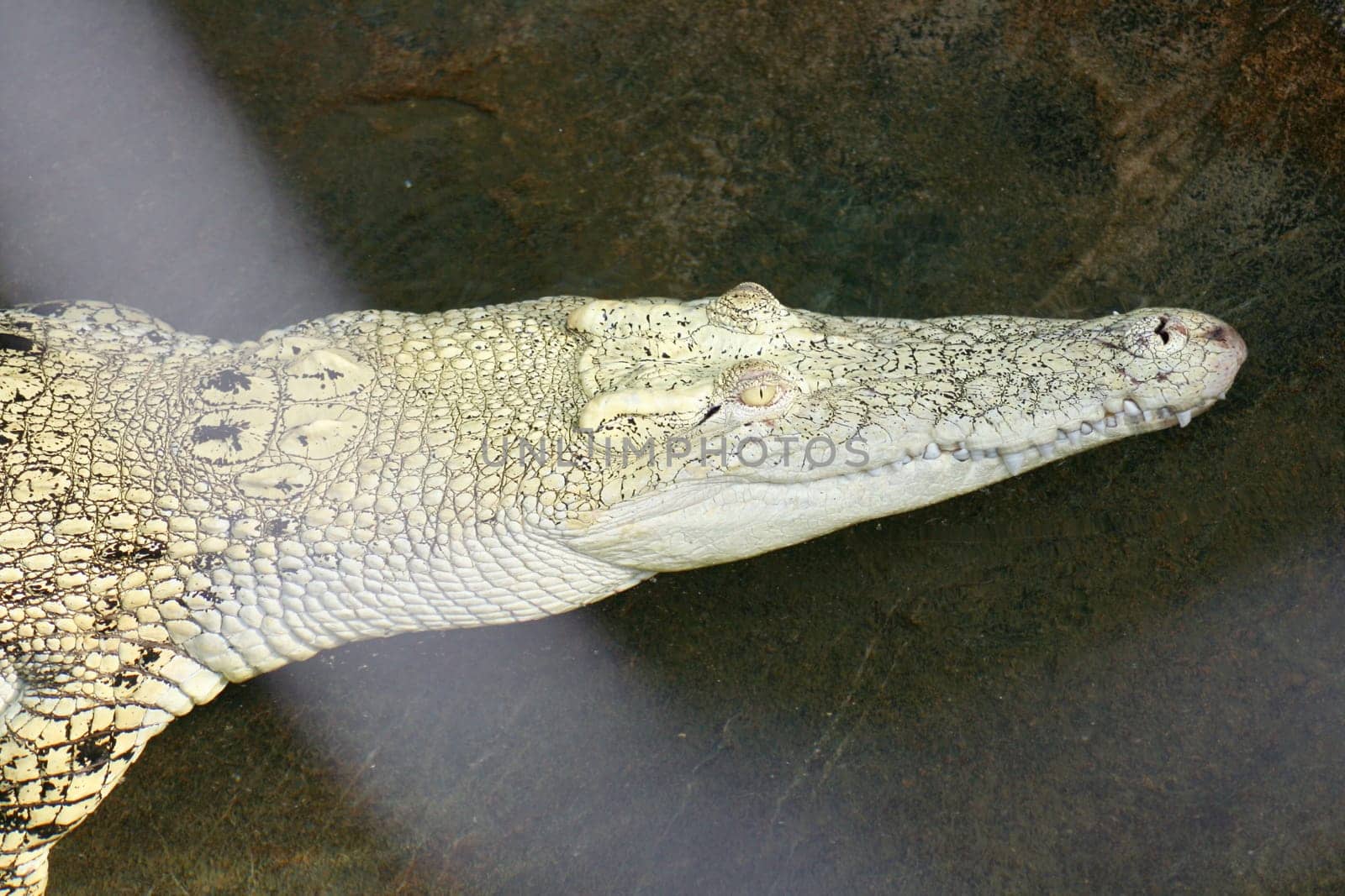 Detail view of a crocodile in the water tepid gestures