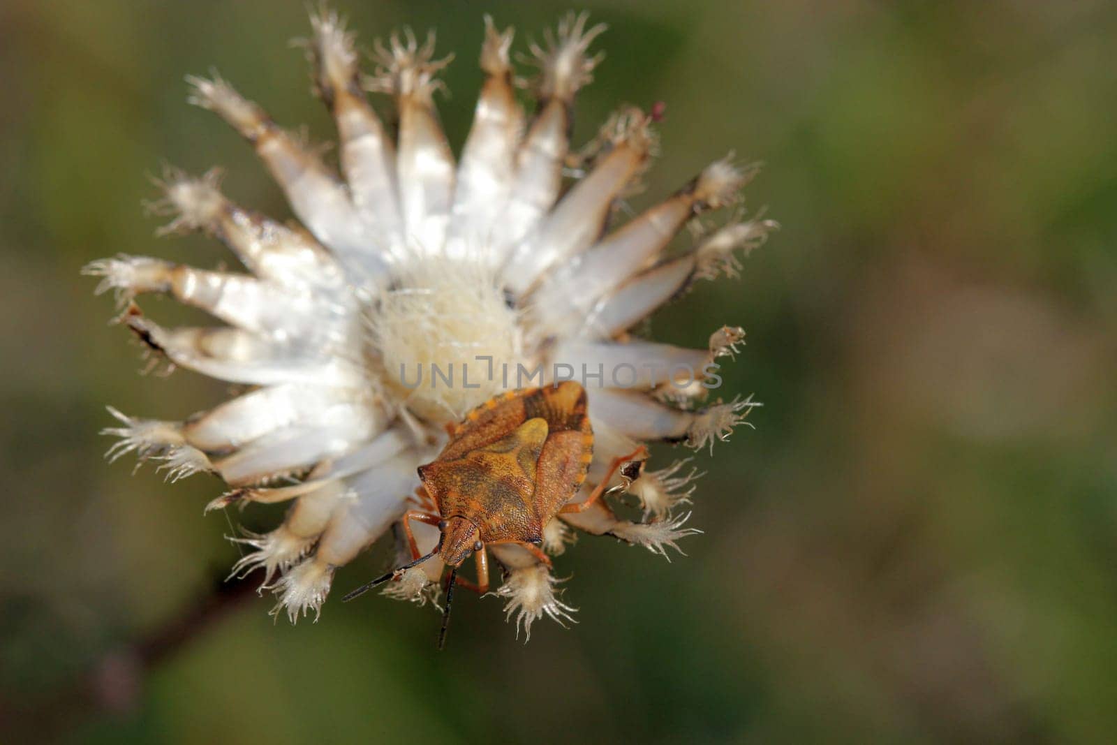 Purple tree bug (Carpocoris purpureipennis) on seed of the scabiosis flake flower (Centaurea scabiosa)
