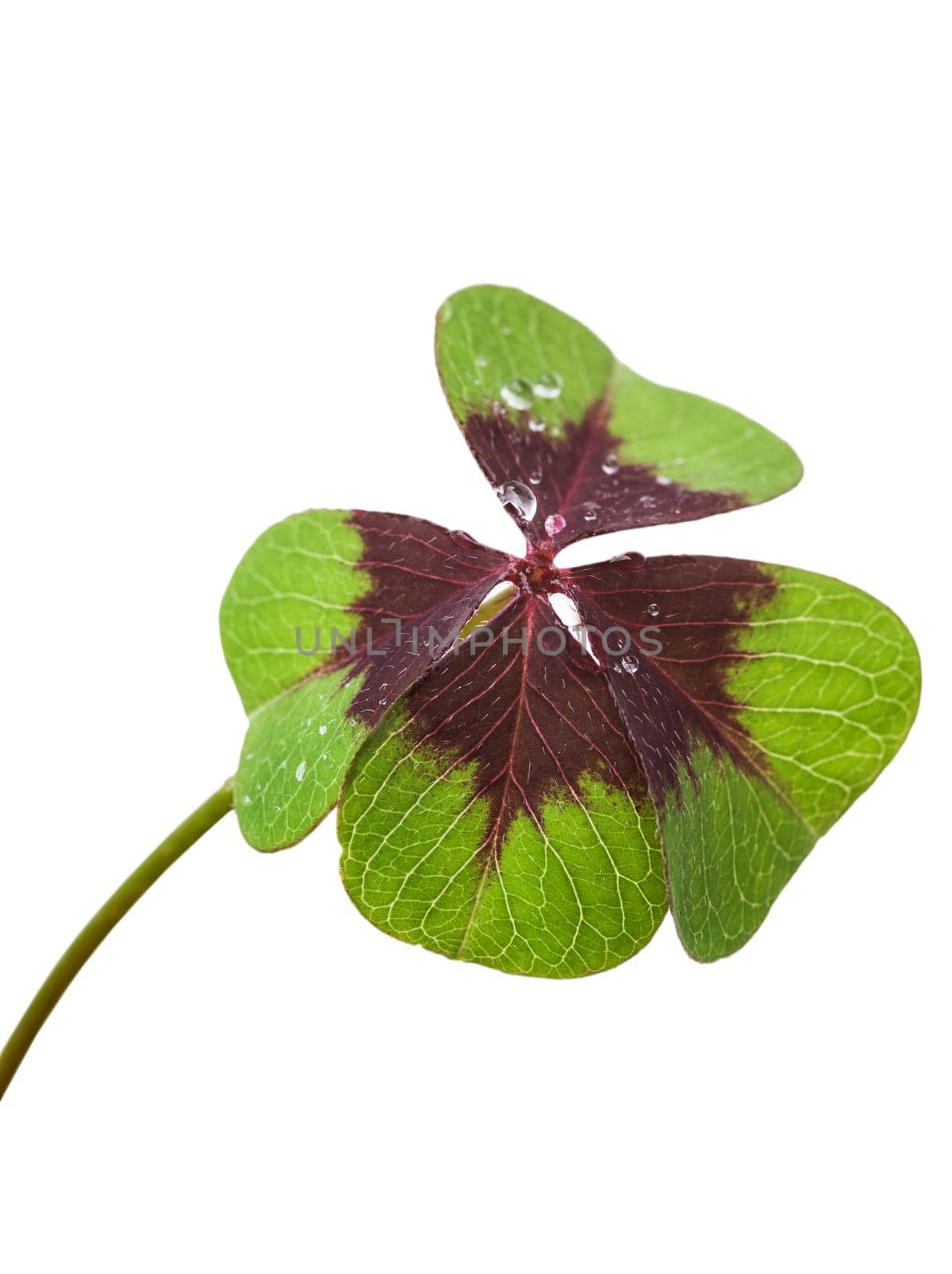 Macro of a four-leaf clover,clipping on white
