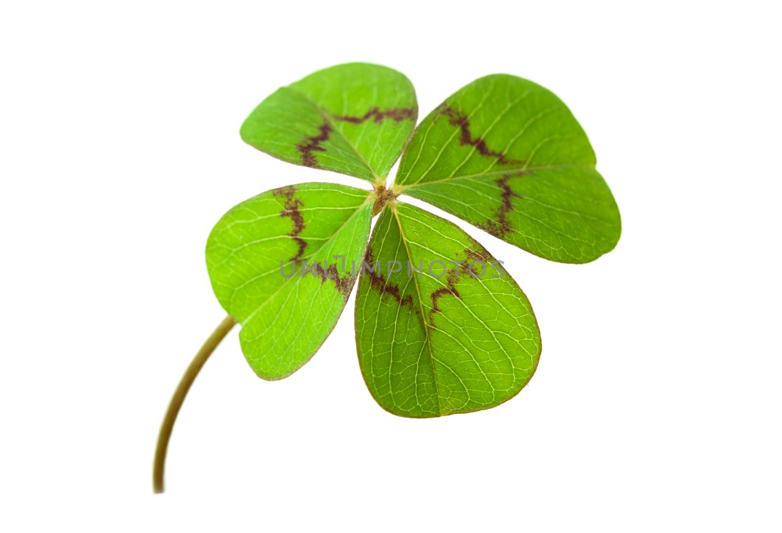 Macro of a four-leaf clover,clipping on white