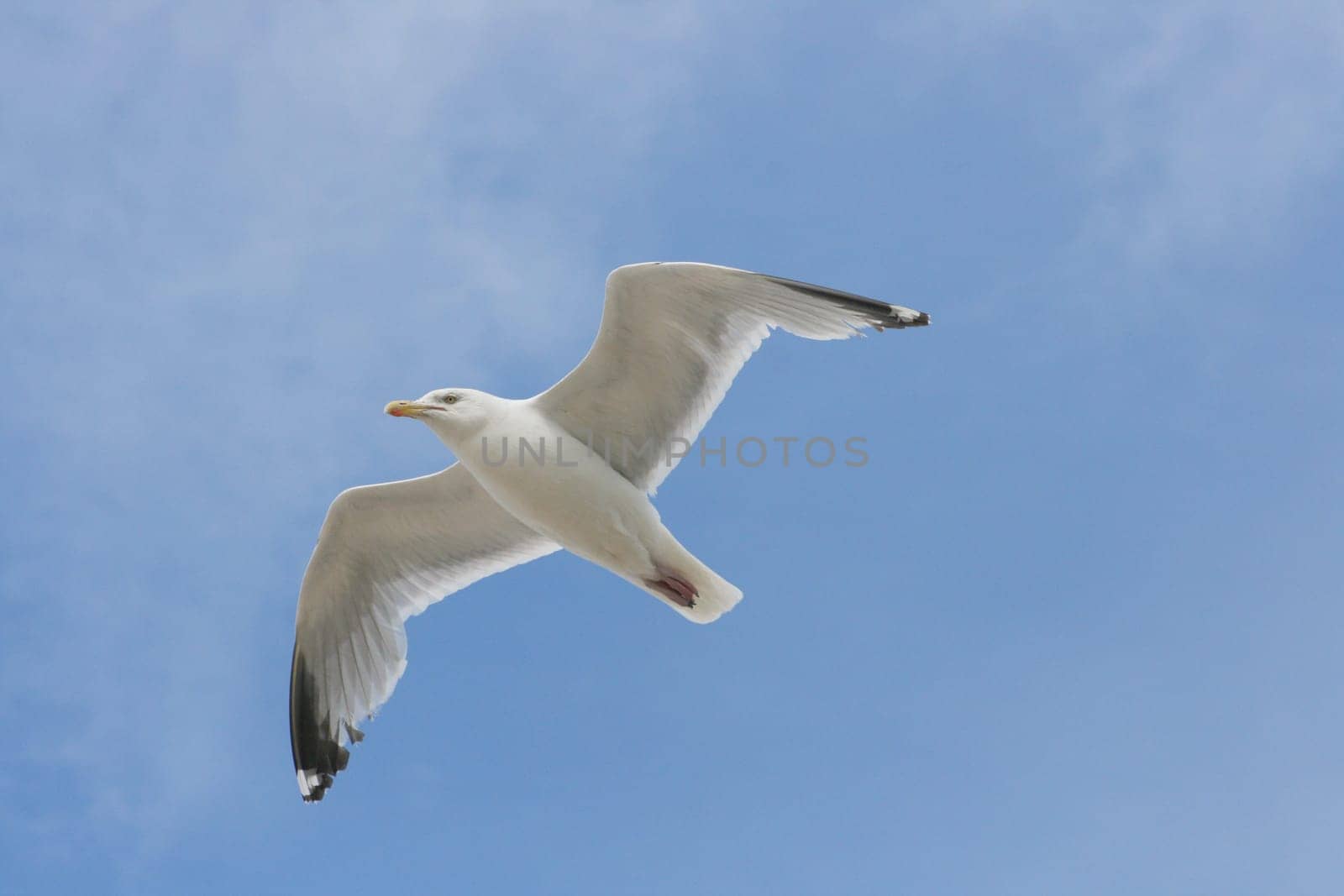 Close-up of a flying herring gull with blue sky in the background