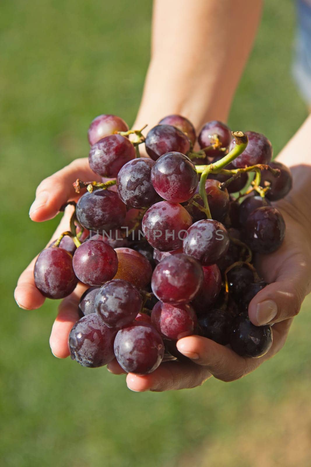 Woman's hand holding the hands of fresh red grapes.