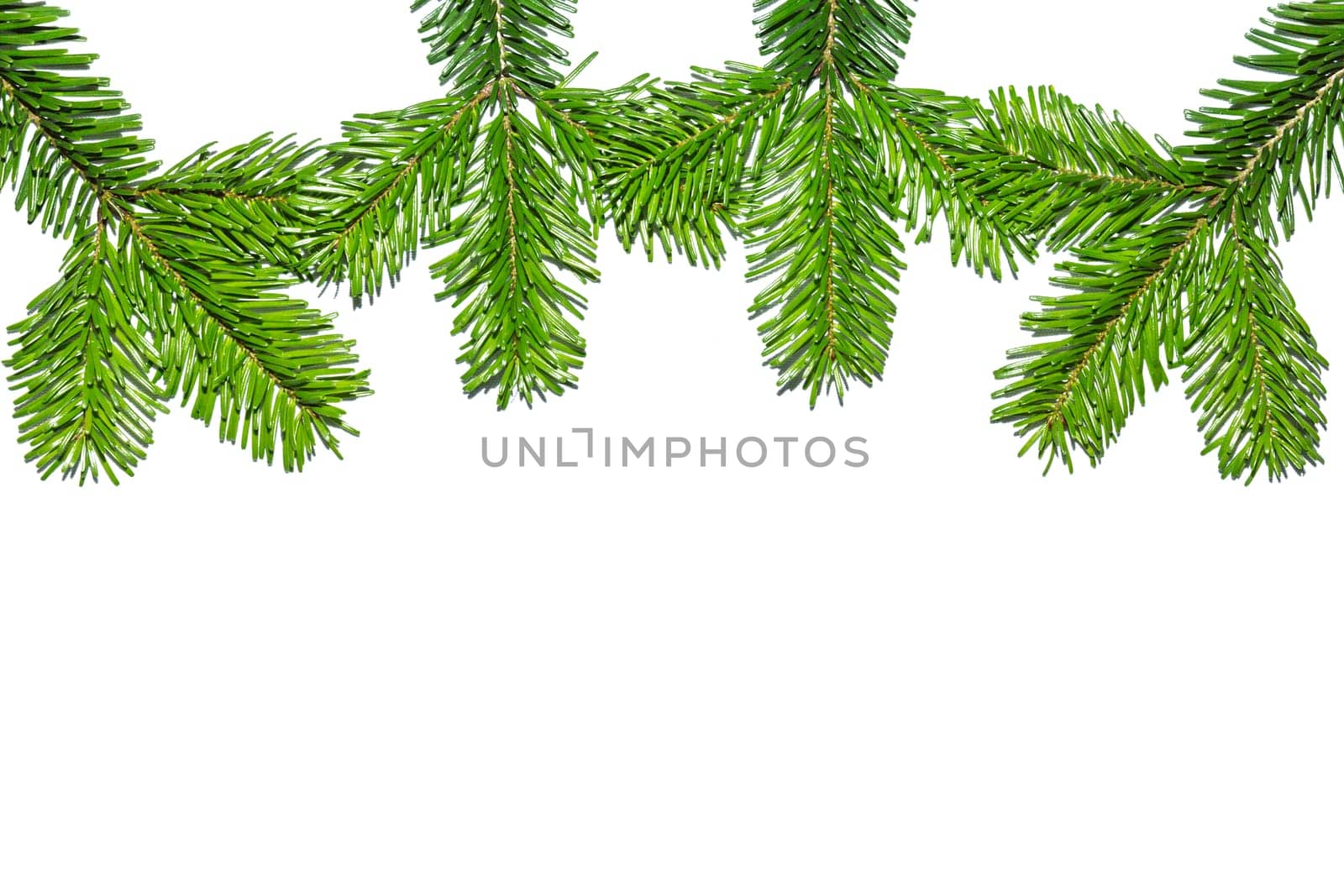Fir branches at the top of the picture with free text space