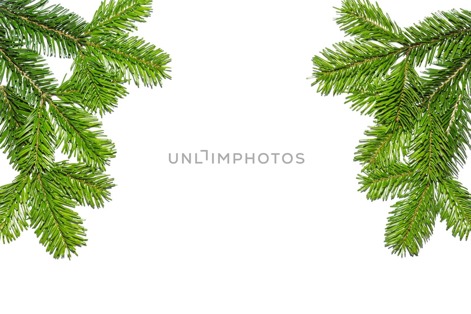 Fir branches at the top of the picture with free text space