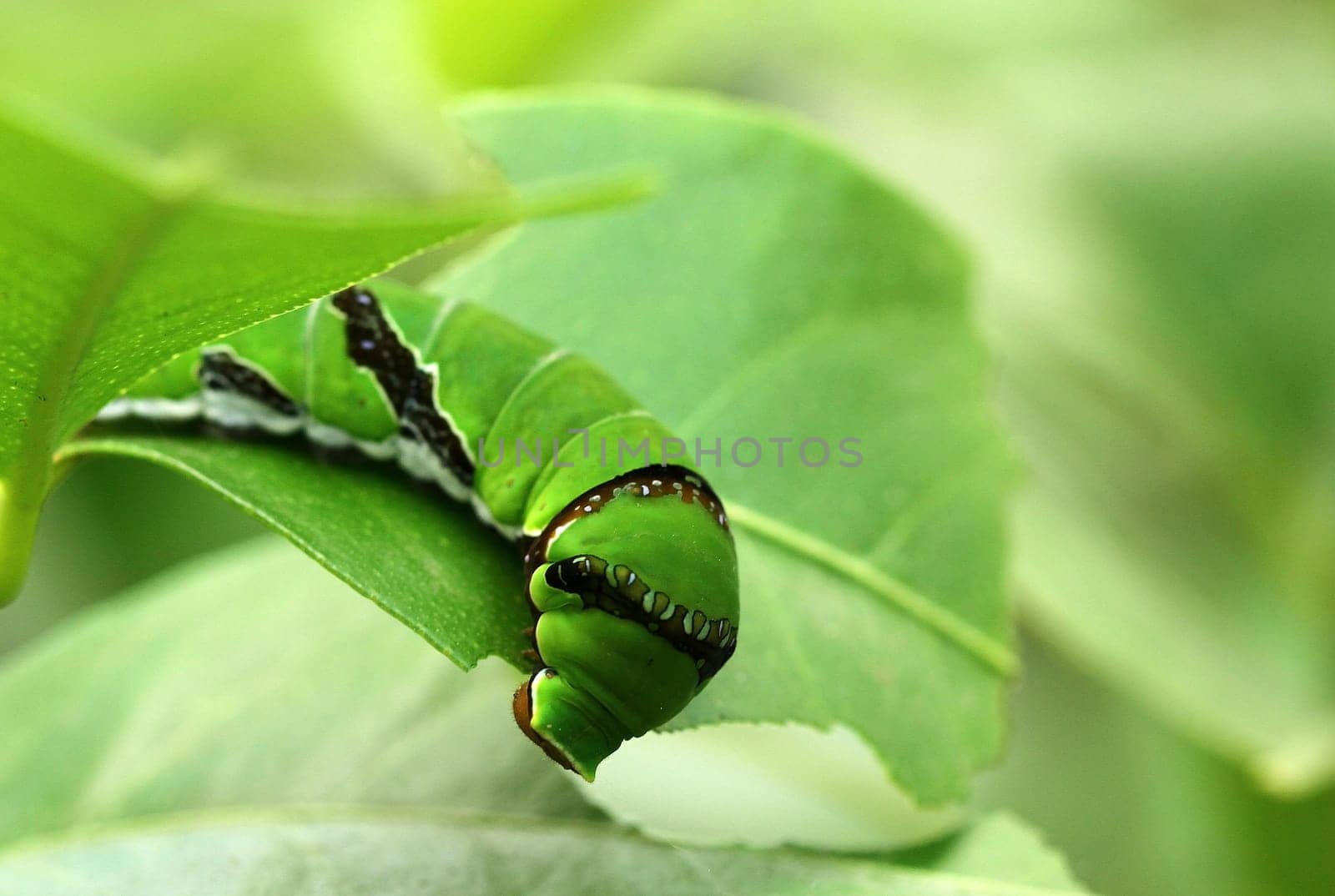 Oleander hawkmoths